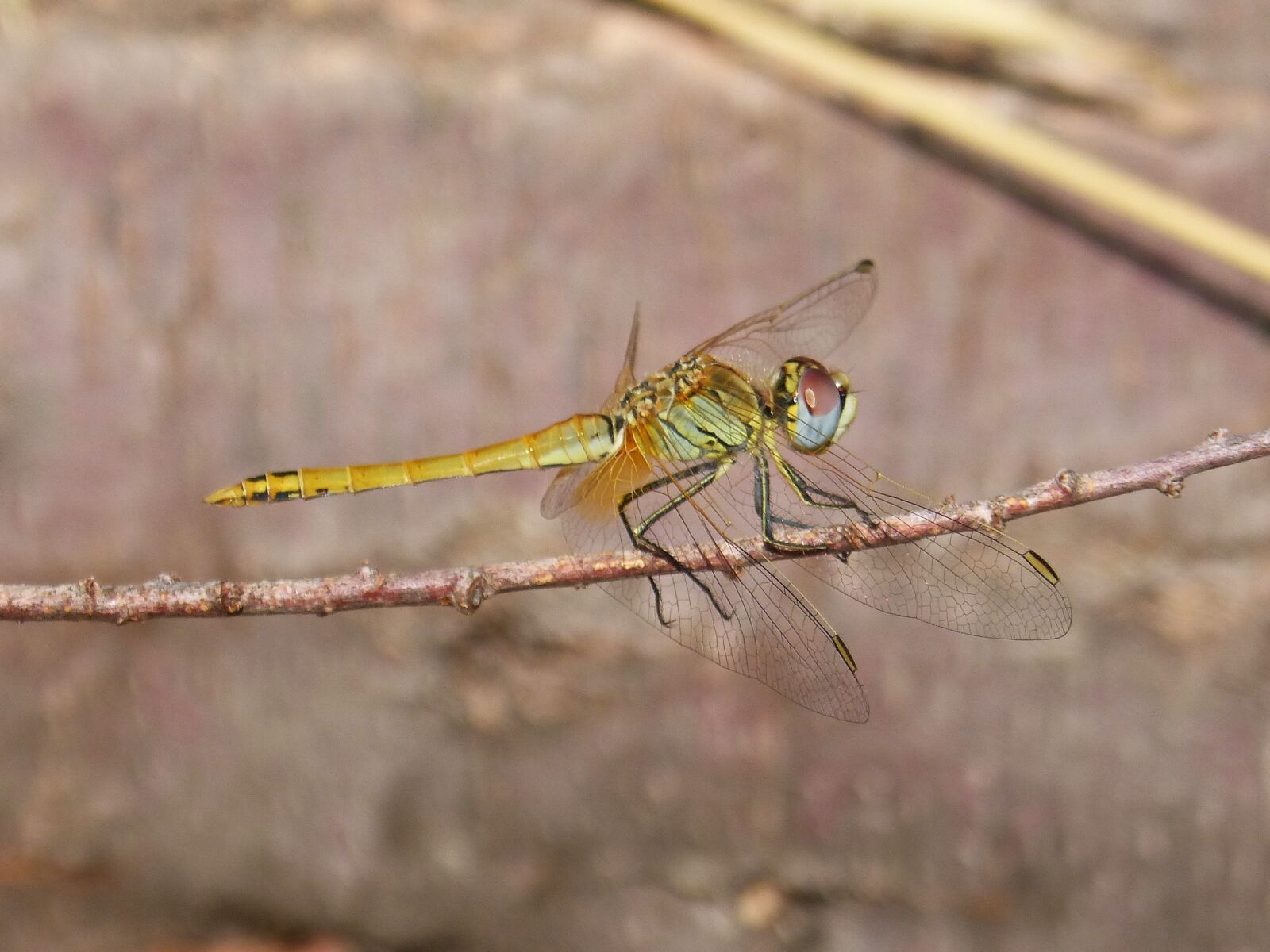 Panasonic DMC-FZ62 sample photo. Dragonfly, branch, winged insect photography