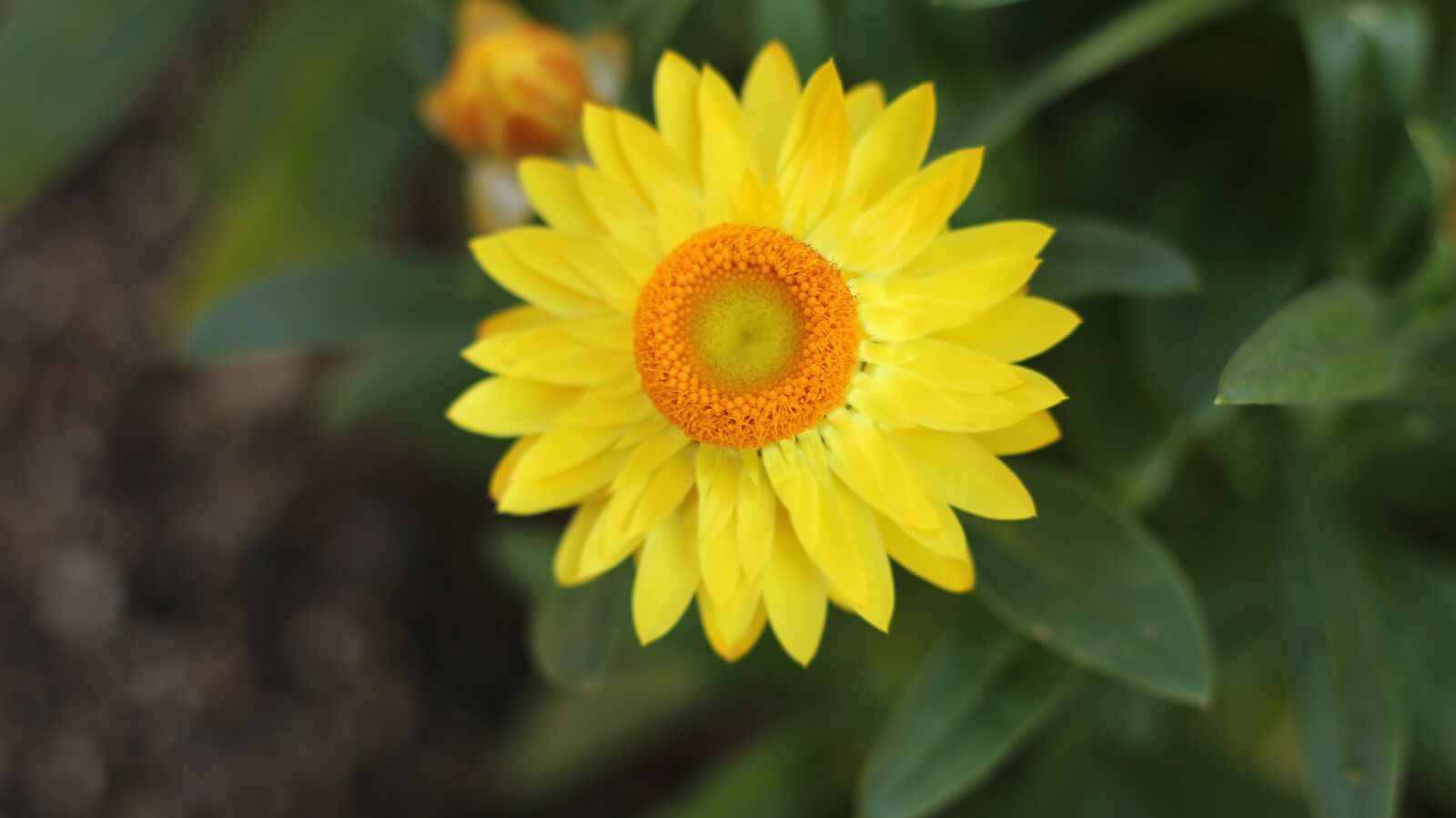 Canon EOS 60D + Canon EF 50mm F1.8 STM sample photo. Yellow flower, flower gardens photography
