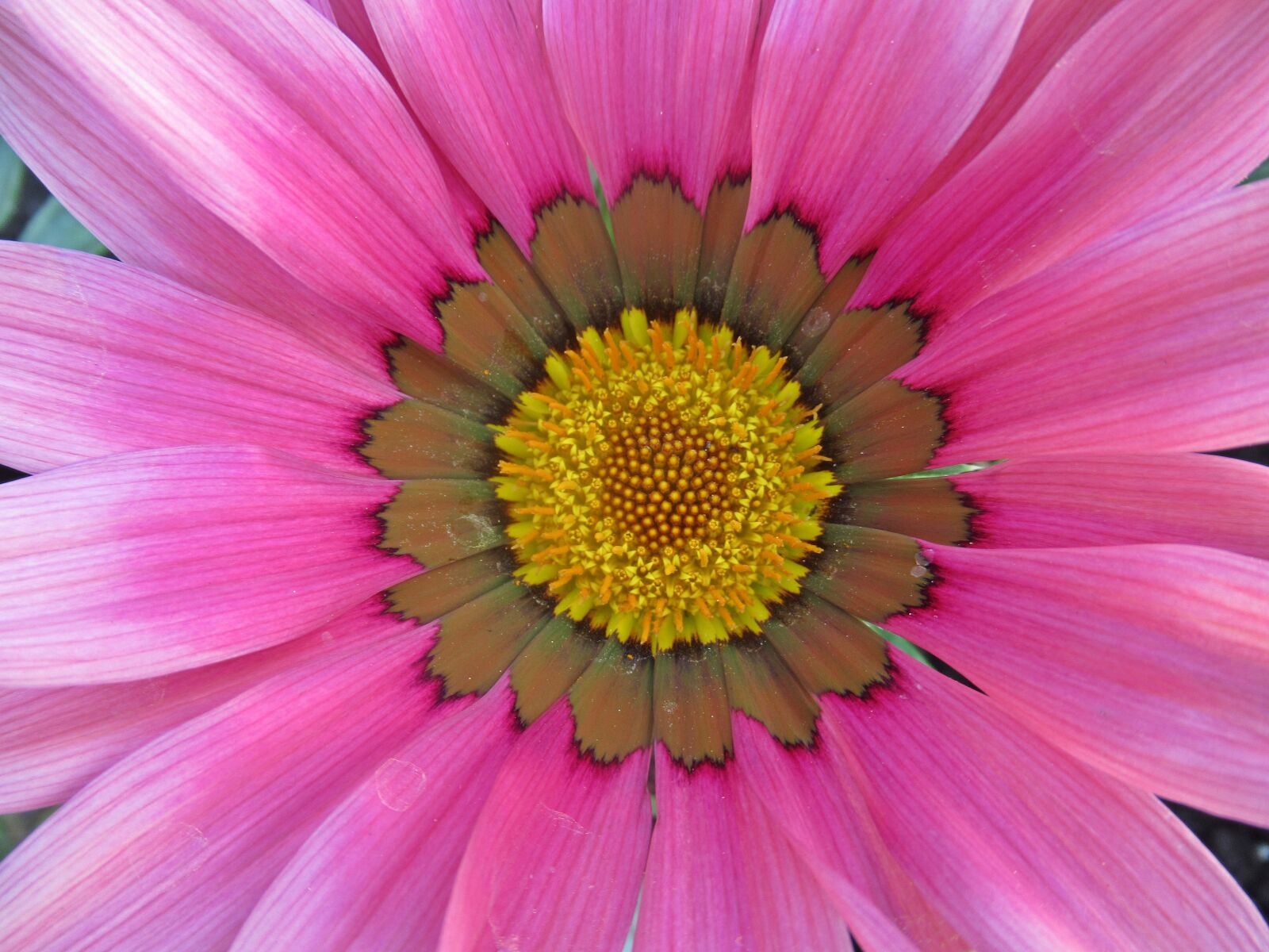 Canon PowerShot SX620 HS sample photo. Flower, nature, plant photography