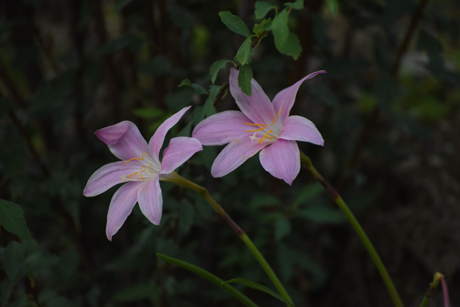 Nikon D810 sample photo. Flowers, summer, hills photography