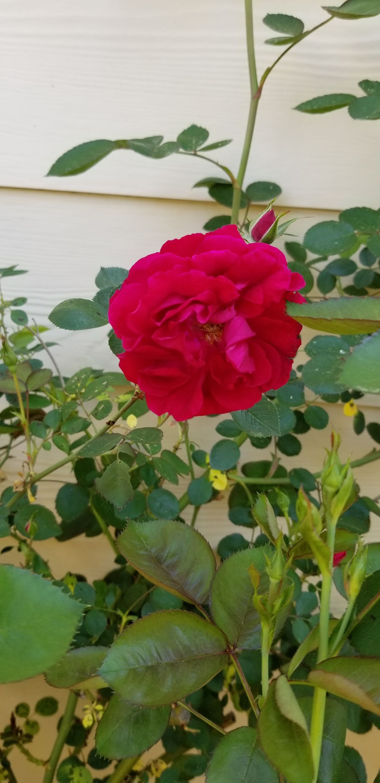 Samsung Galaxy S8 sample photo. Rose, plant, flower photography