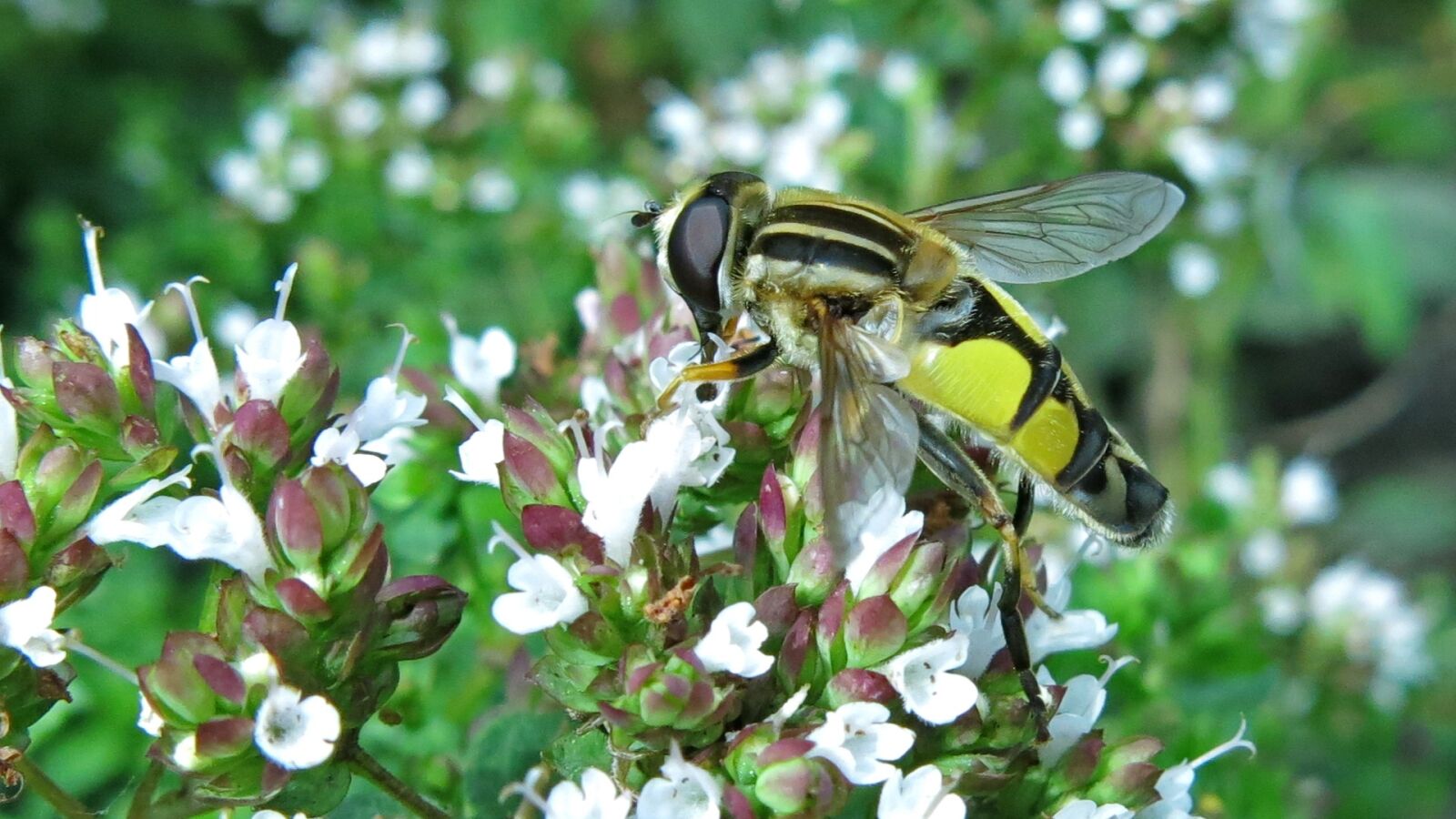 Canon PowerShot G15 sample photo. Great swamp floating fly photography