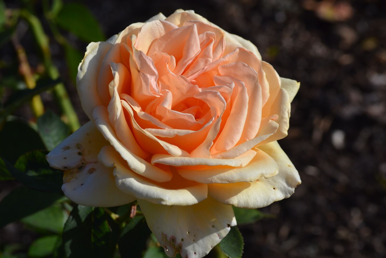 Nikon D3100 sample photo. Rose, flower, wildflower photography