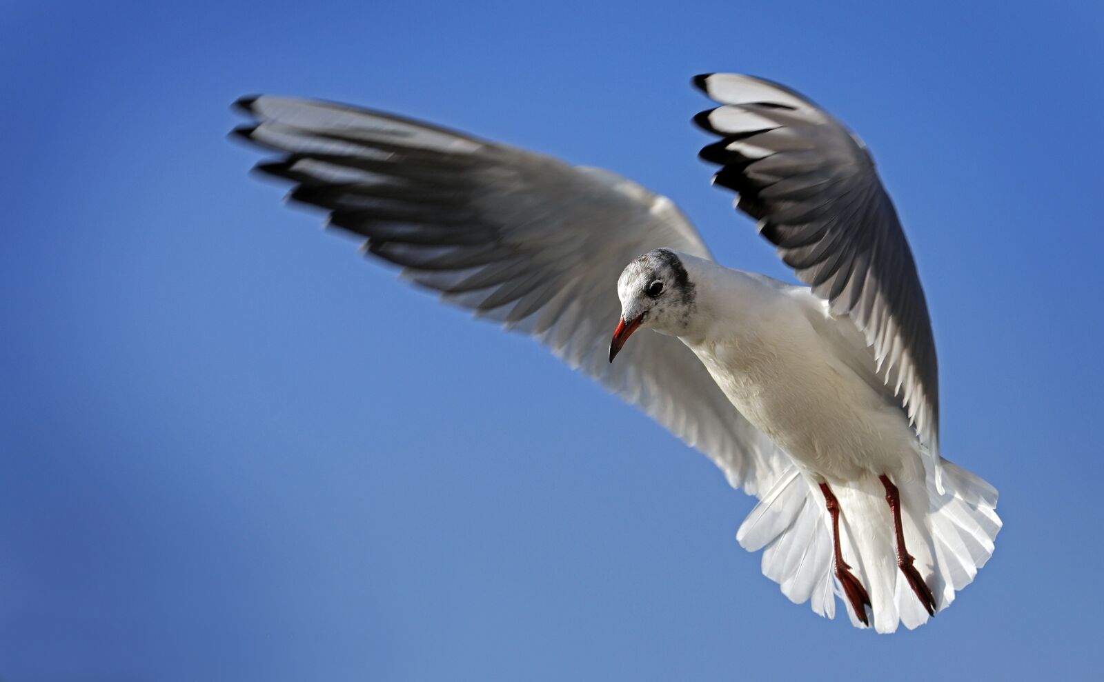 Canon EOS 5D Mark IV sample photo. Seagull, flight, sky photography