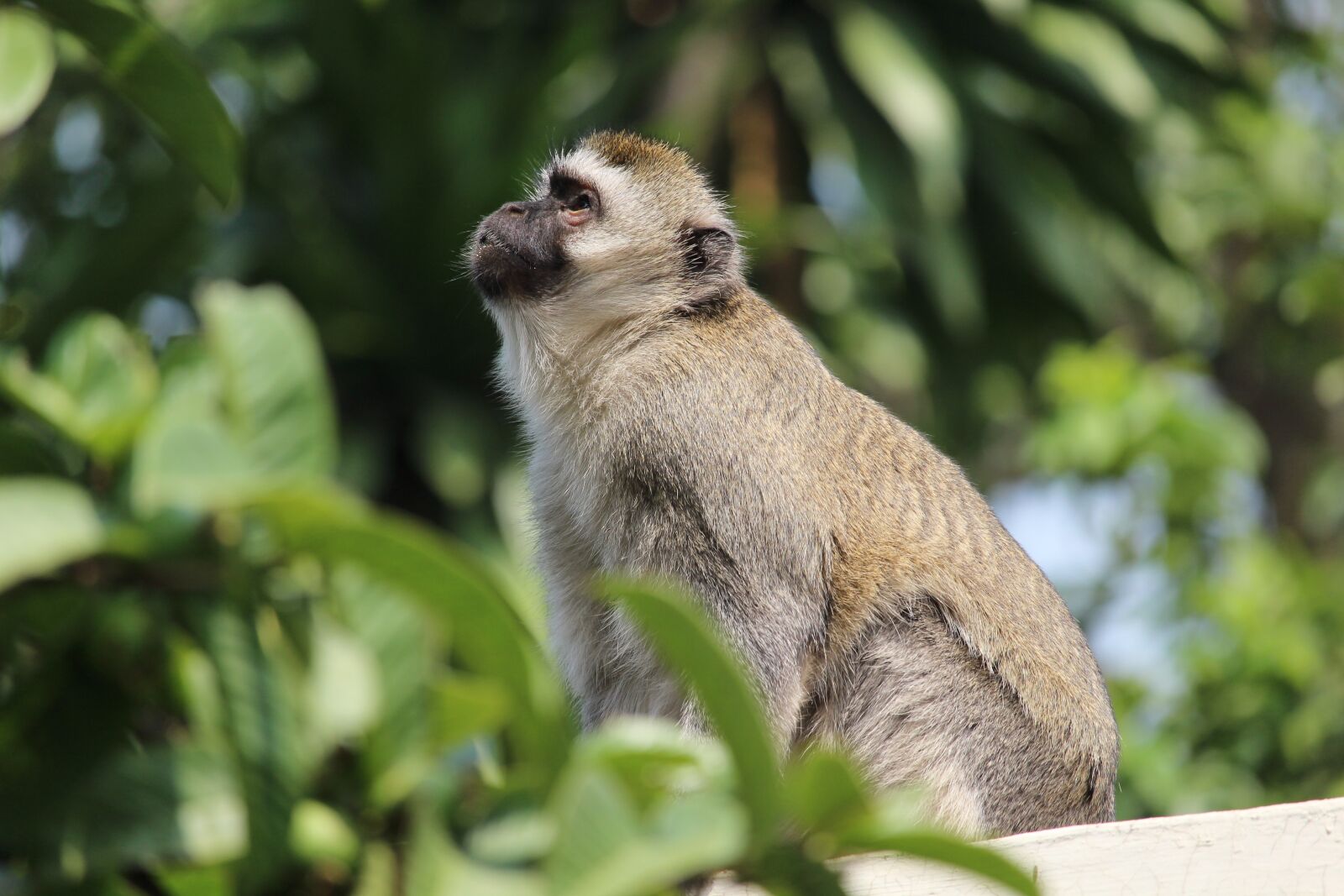 Canon EOS 1200D (EOS Rebel T5 / EOS Kiss X70 / EOS Hi) + Canon EF-S 55-250mm F4-5.6 IS STM sample photo. Vervet, monkey, wildlife photography