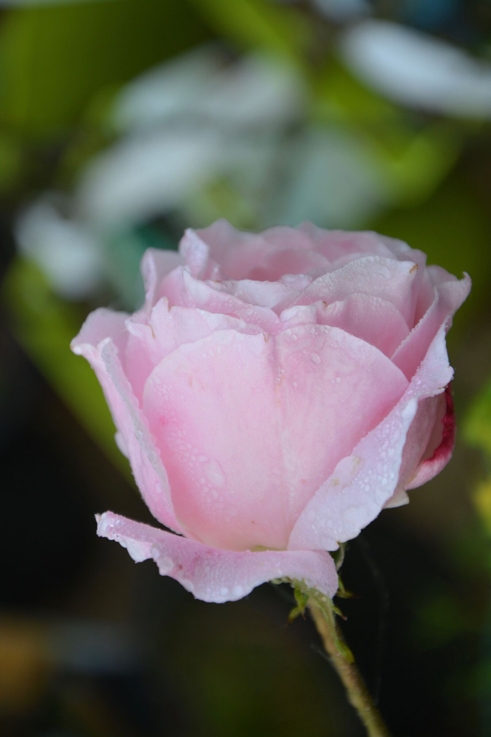 Nikon D5200 sample photo. Pink, flower, pink color photography