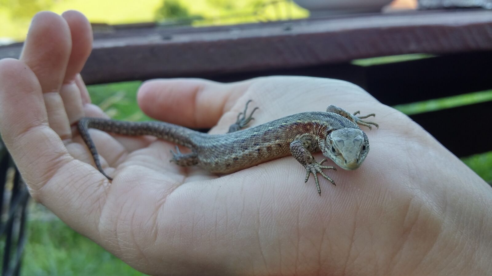 LG D855 sample photo. The lizard, hand, nature photography