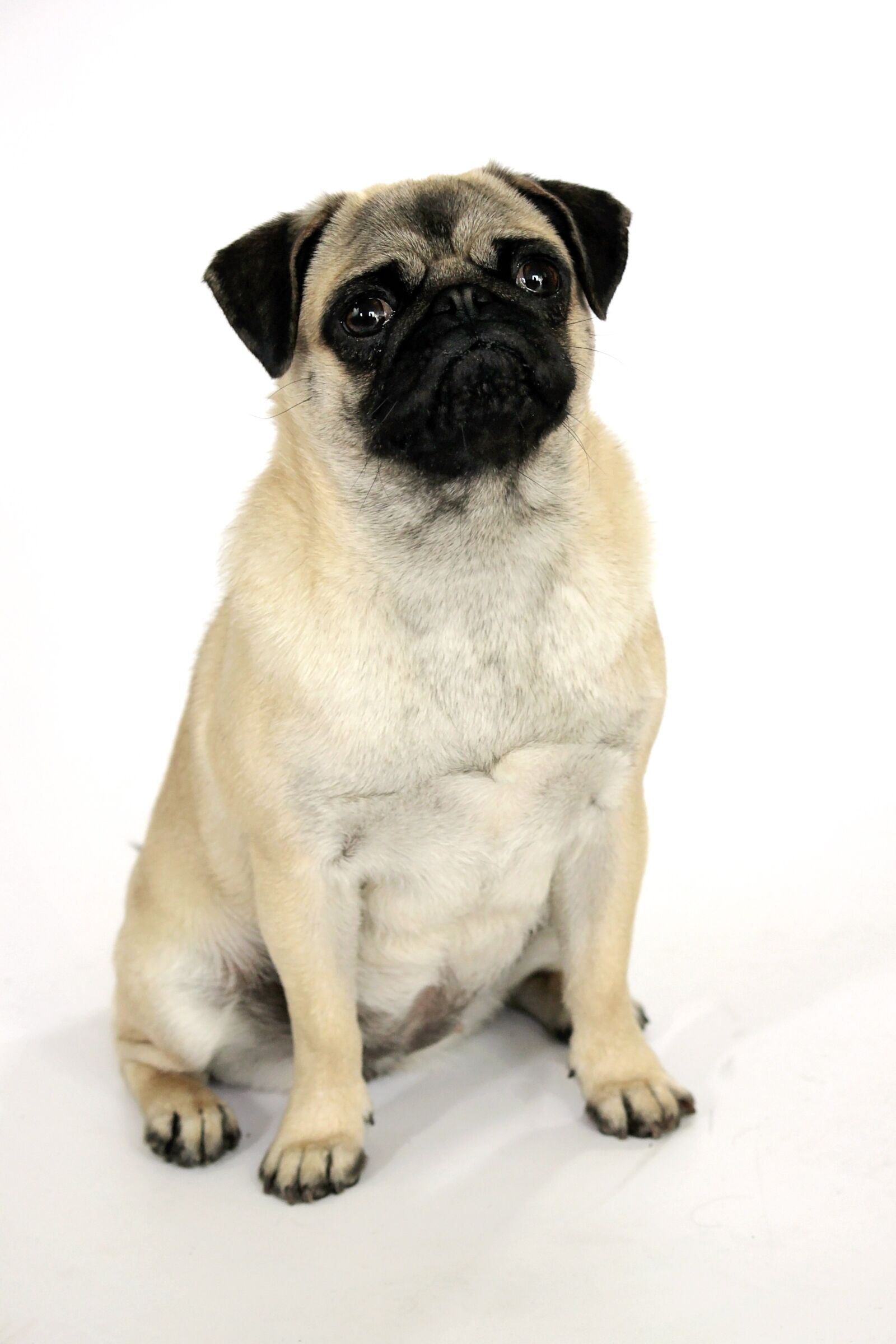 Canon EOS 500D (EOS Rebel T1i / EOS Kiss X3) sample photo. Dog, canidae, pug photography