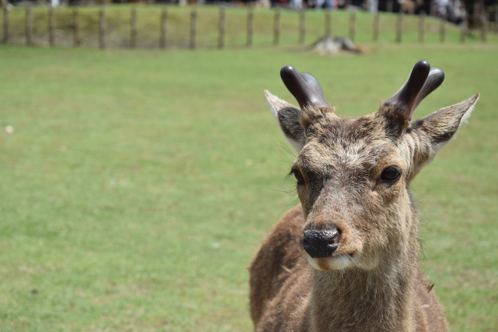 Nikon D5300 sample photo. Roe deer, antler, animal photography