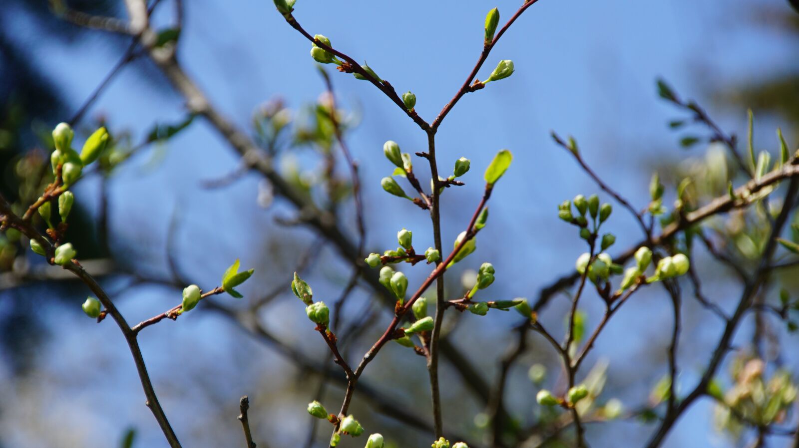DT 18-270mm F3.5-6.3 SSM sample photo. Spring, bushes, bloom photography