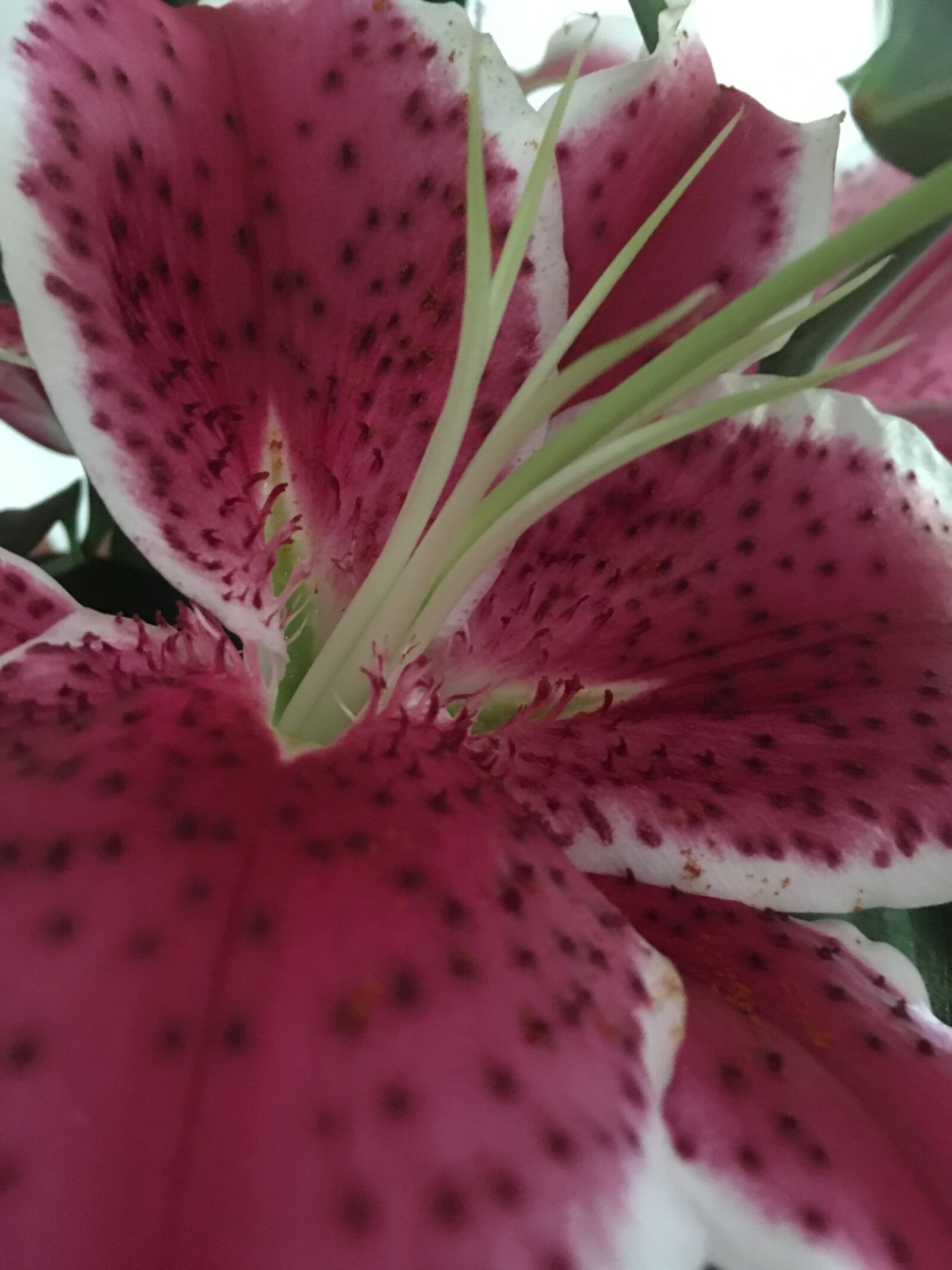 iPhone SE back camera 4.15mm f/2.2 sample photo. Pink, flower, macro photography