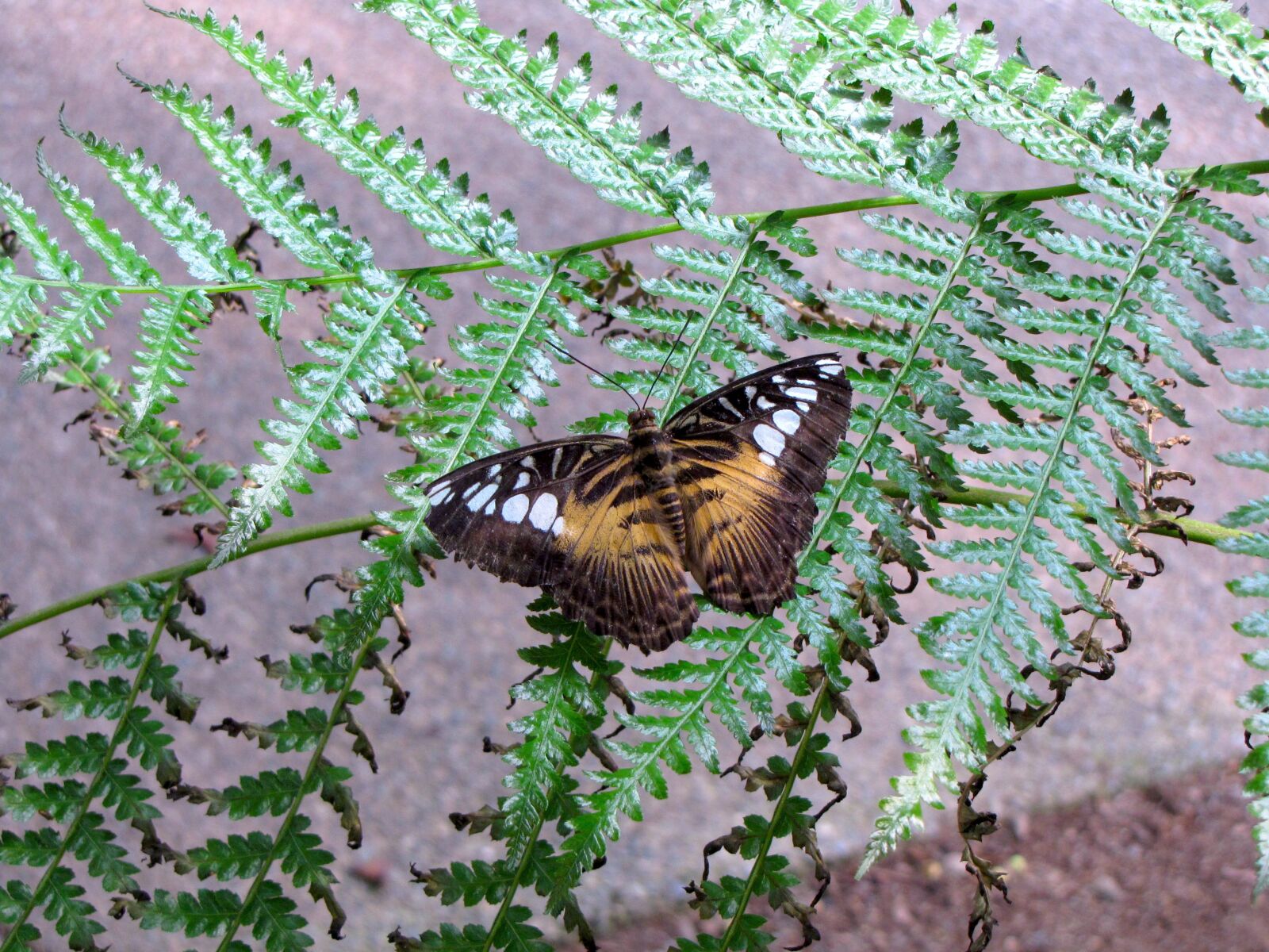Canon PowerShot SX10 IS sample photo. Butterfly, ground, insect photography