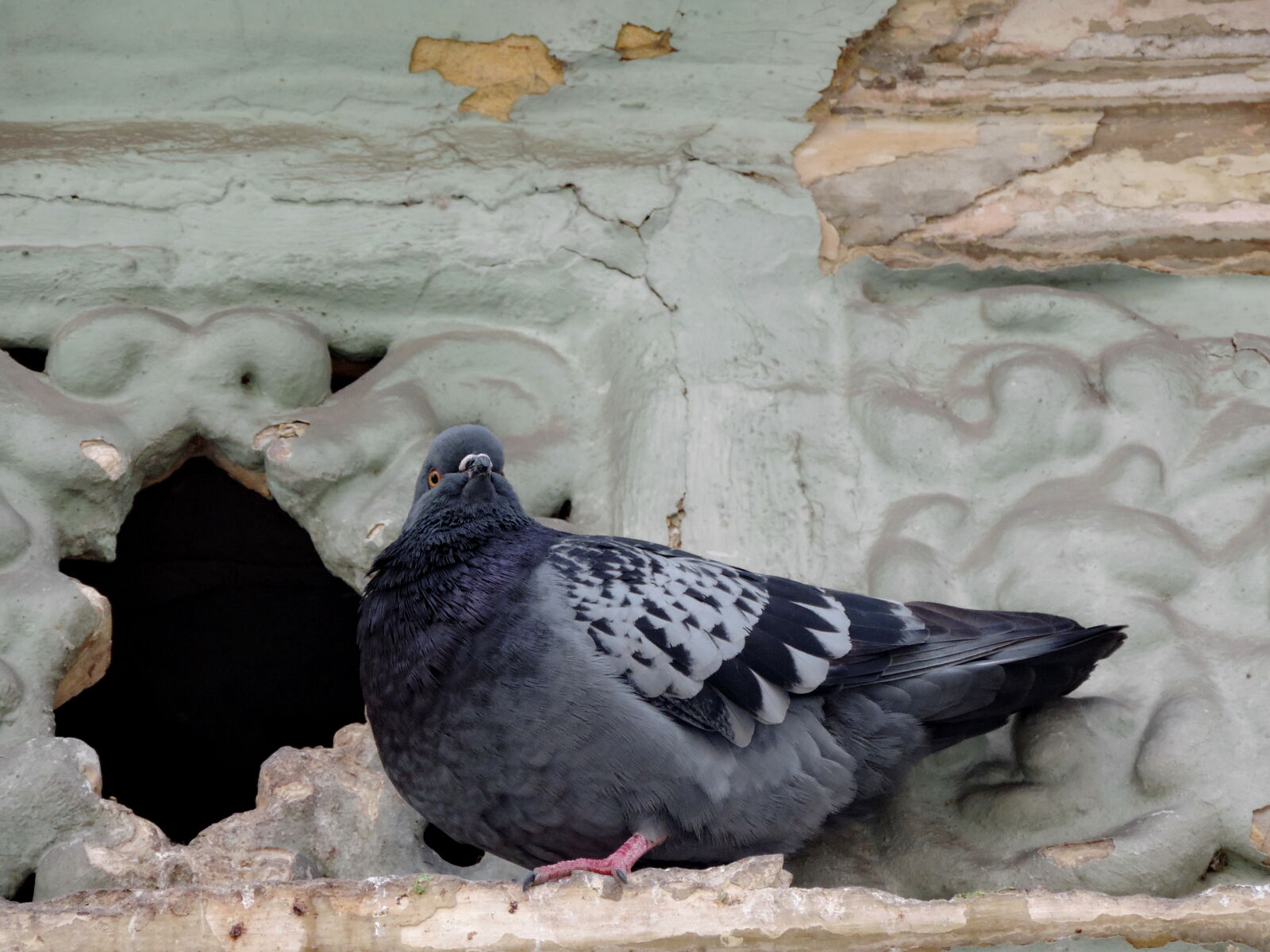 Nikon Coolpix P520 sample photo. Pigeon, street, animal, wildlife photography