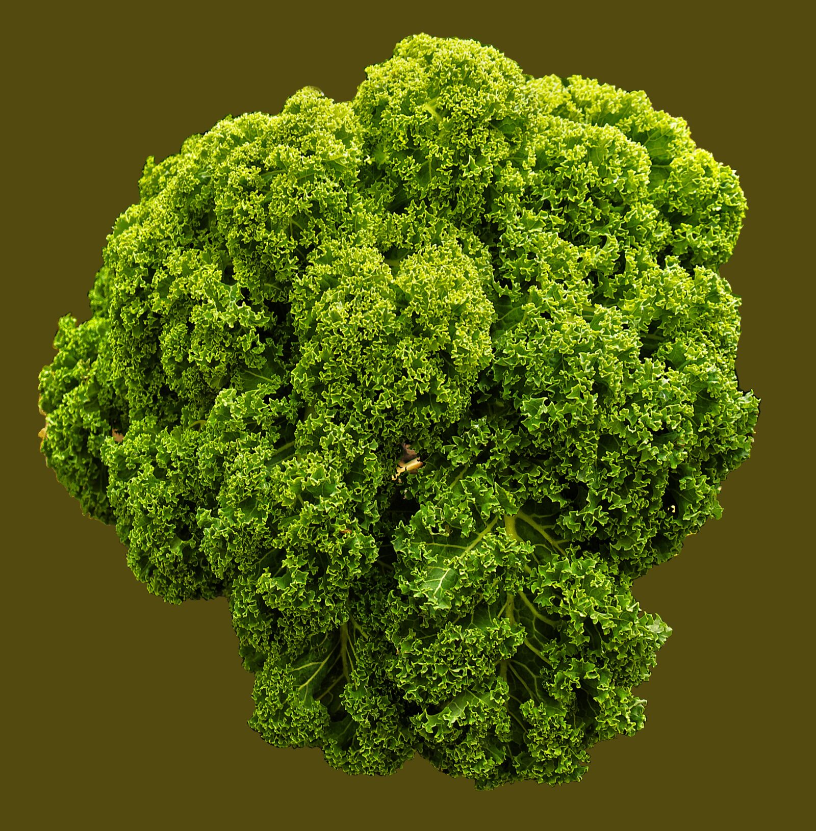 Panasonic Lumix DMC-FZ1000 sample photo. Kale, brown cabbage, krauskohl photography