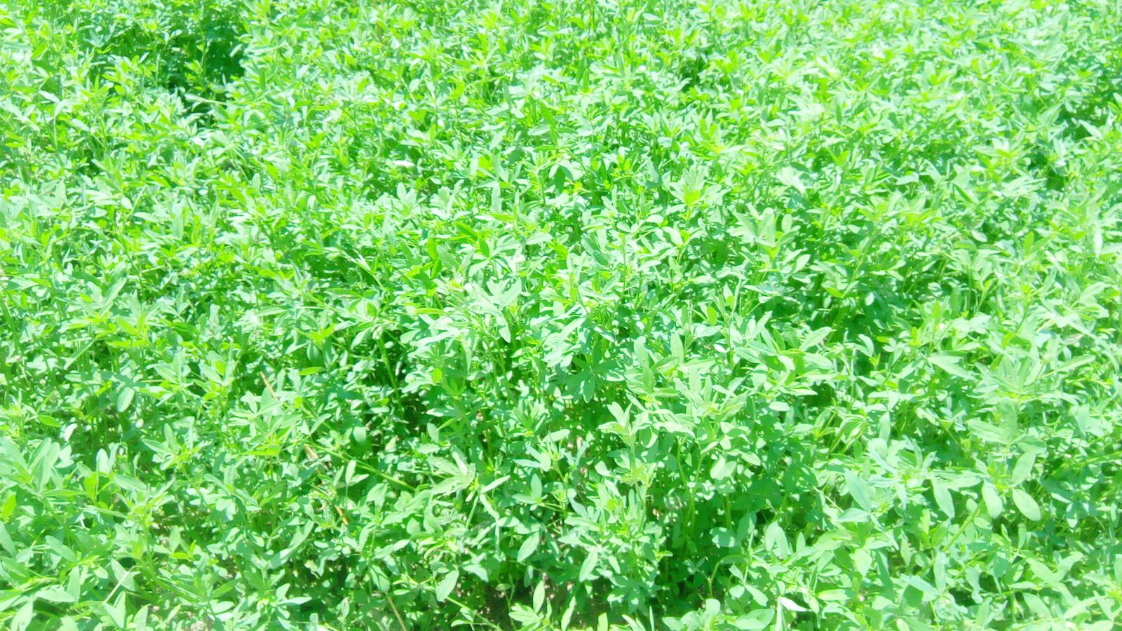 Infinix HOT5 sample photo. Fresh, green, grass photography