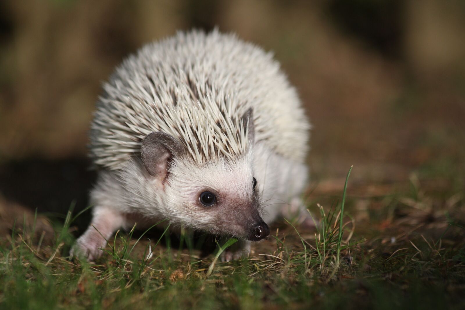 Canon EOS 450D (EOS Rebel XSi / EOS Kiss X2) sample photo. African, dwarf, hedgehogs photography