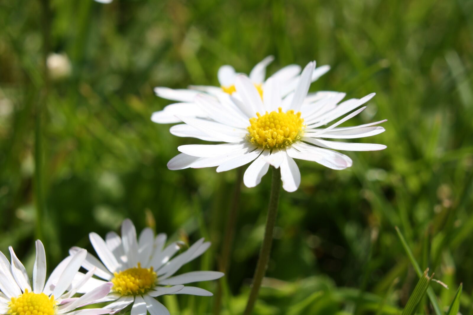 Canon EOS 1000D (EOS Digital Rebel XS / EOS Kiss F) sample photo. White, flower, nature photography