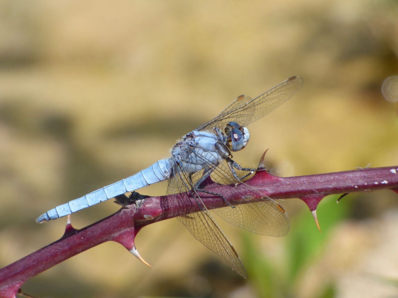 Panasonic Lumix DMC-FZ70 sample photo. Orthetrum coerulescens, blue dragonfly photography