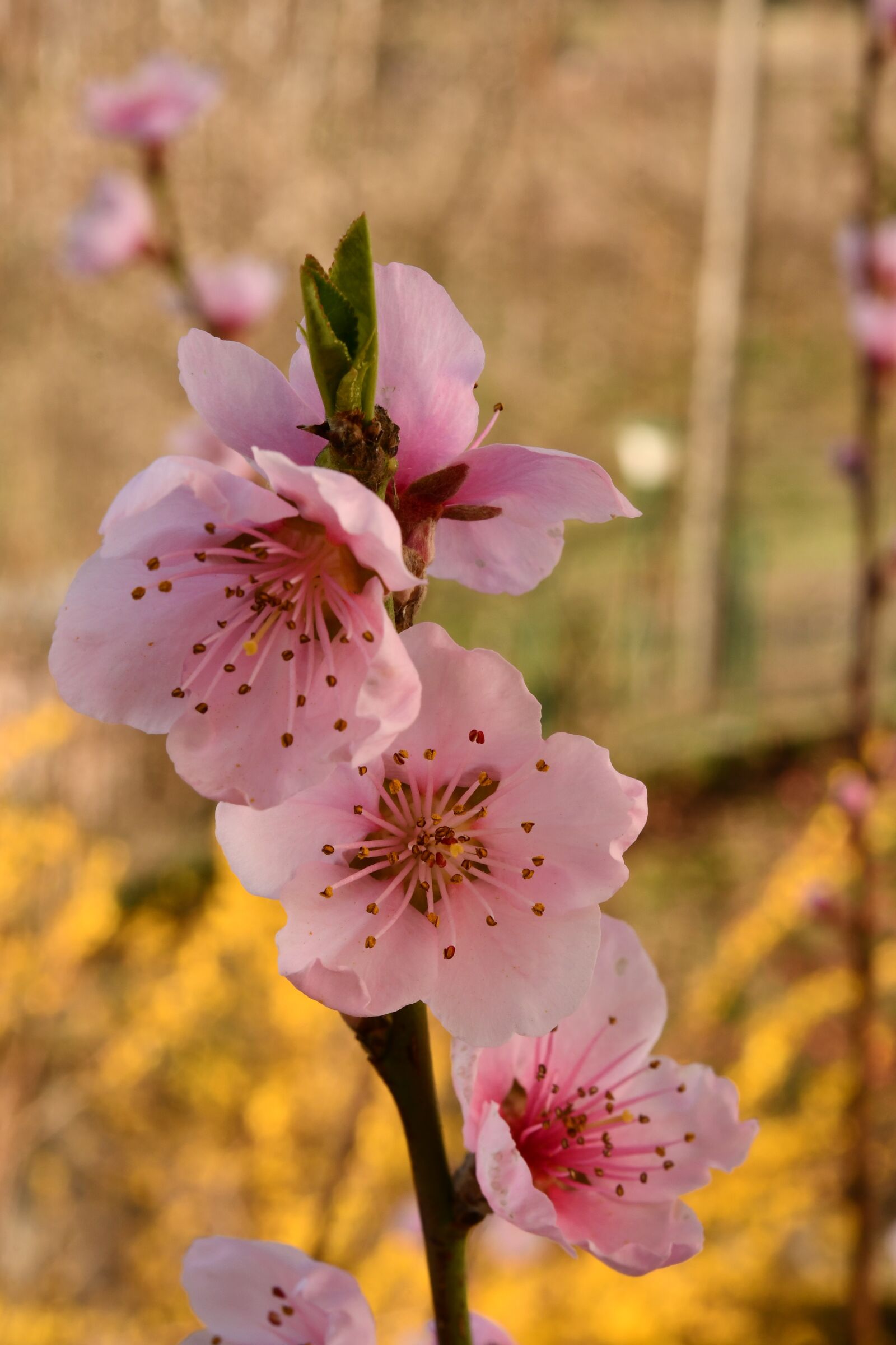 Nikon D7500 sample photo. Flowers, pesco, rosa photography