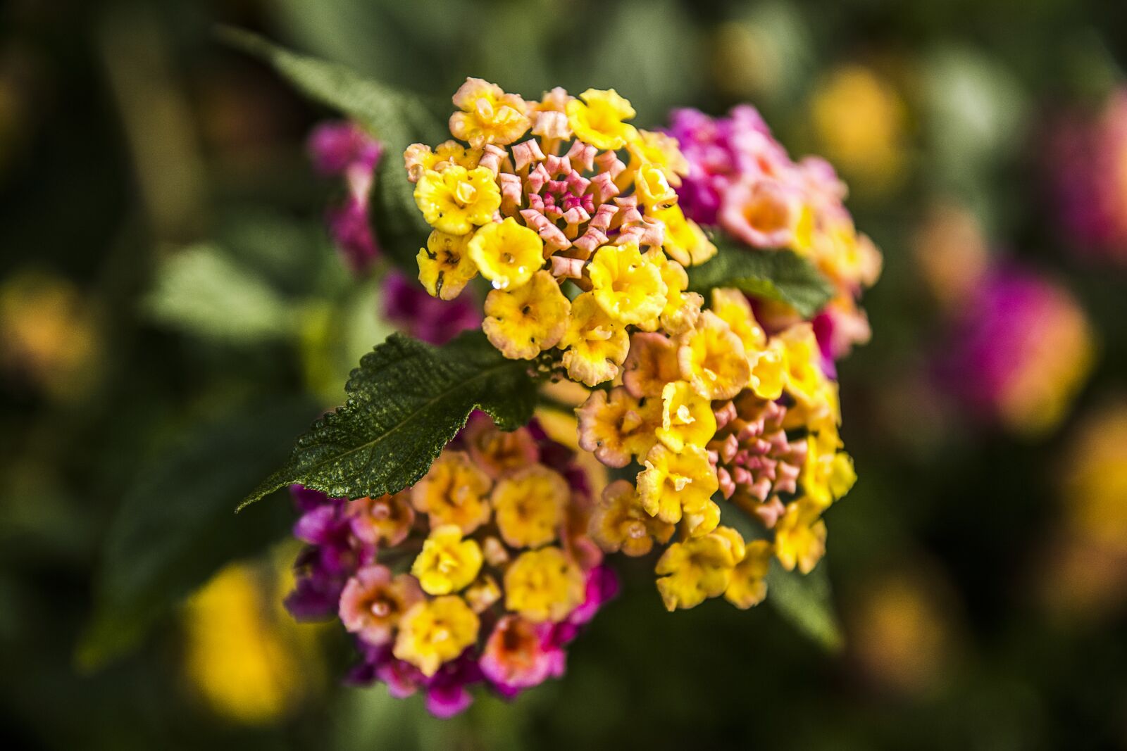 Nikon D7100 sample photo. Flower, nature, plant photography