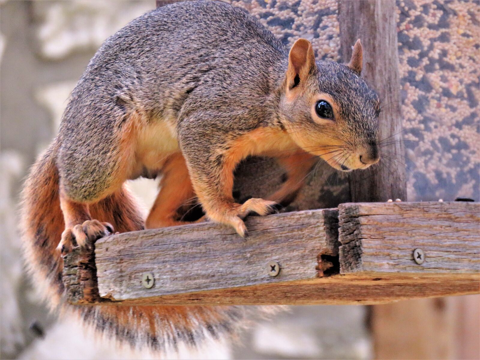 Canon PowerShot SX60 HS sample photo. Squirrel, mammal, wildlife photography