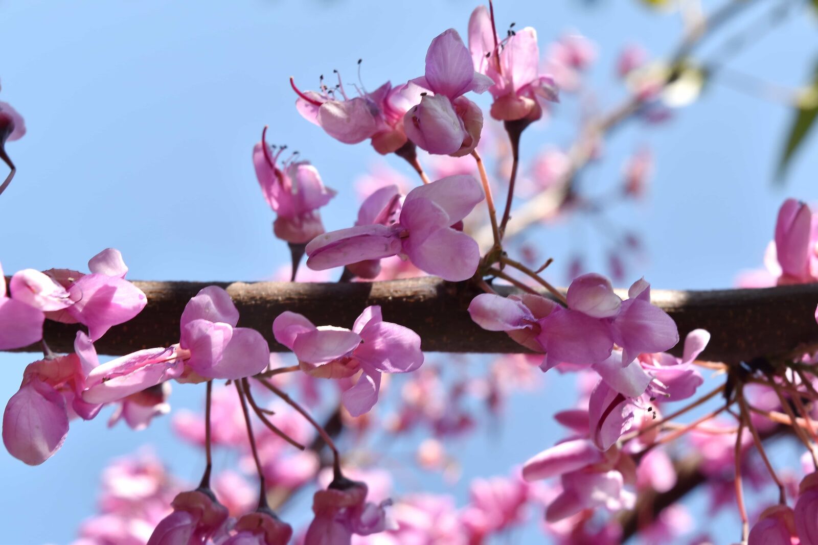 Nikon D5500 sample photo. Branches, flowering, horizontal, light photography