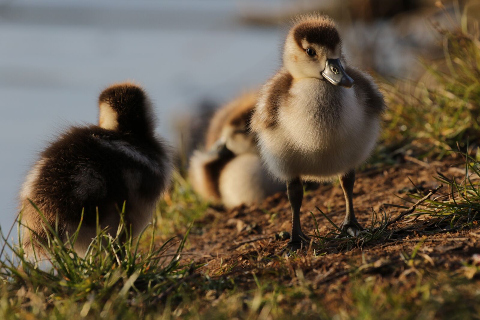 Canon EOS 7D Mark II sample photo. Nilgans, duck, goose photography