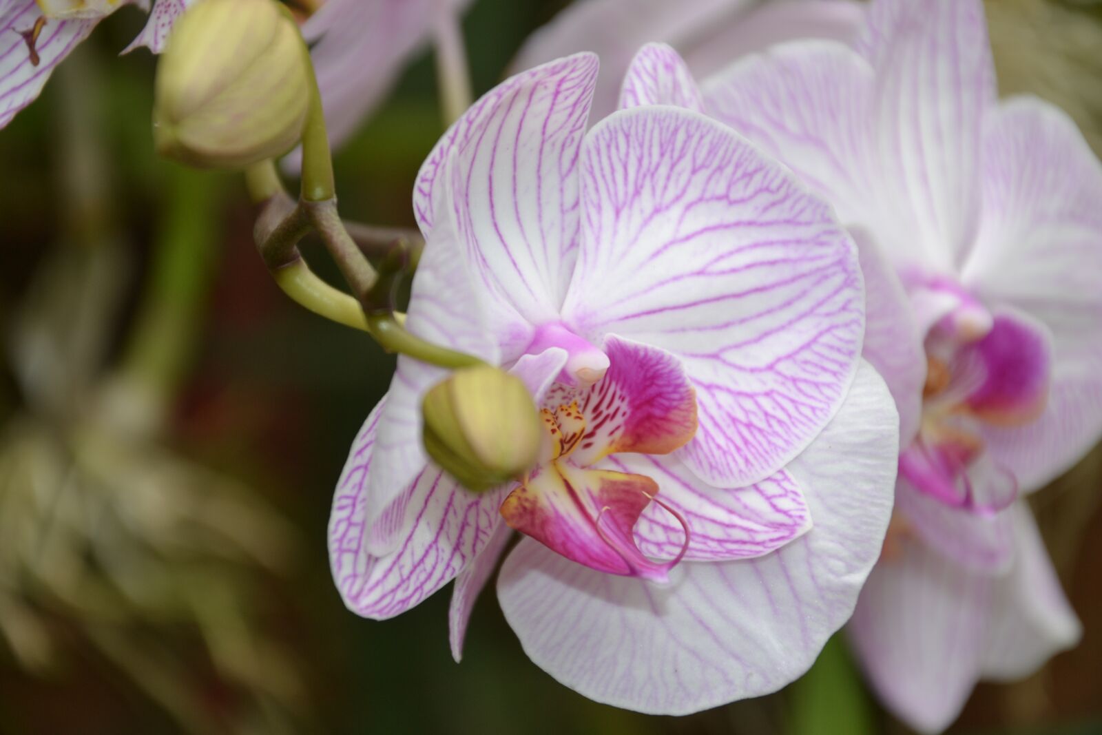 Nikon D3100 sample photo. Orchid, flower, blossom photography