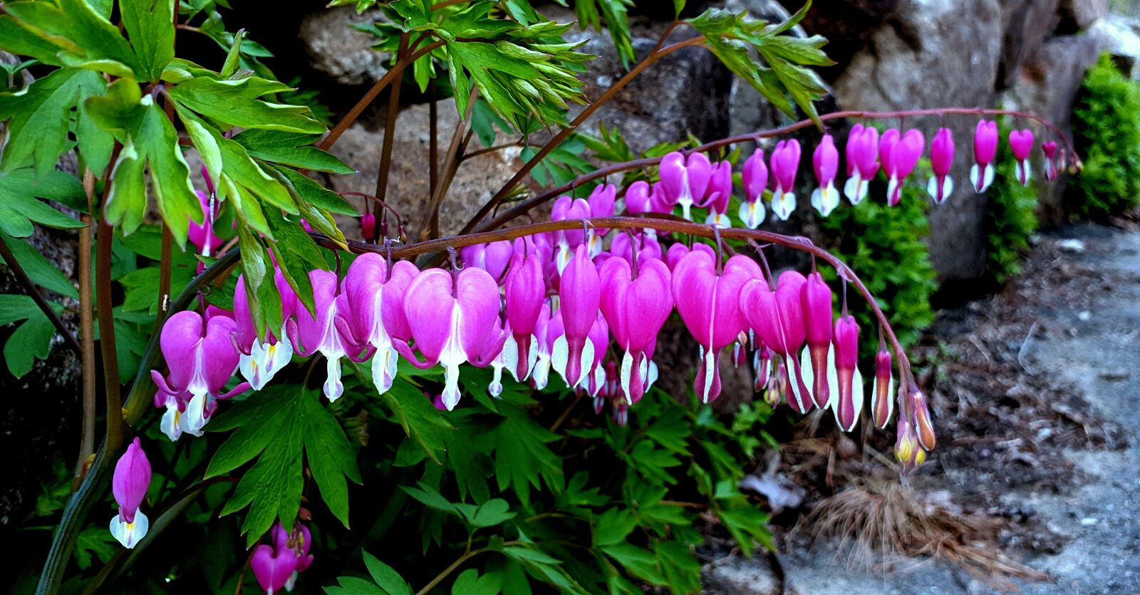 Samsung Galaxy S9 sample photo. Wildflower, bleeding heart, flowers photography