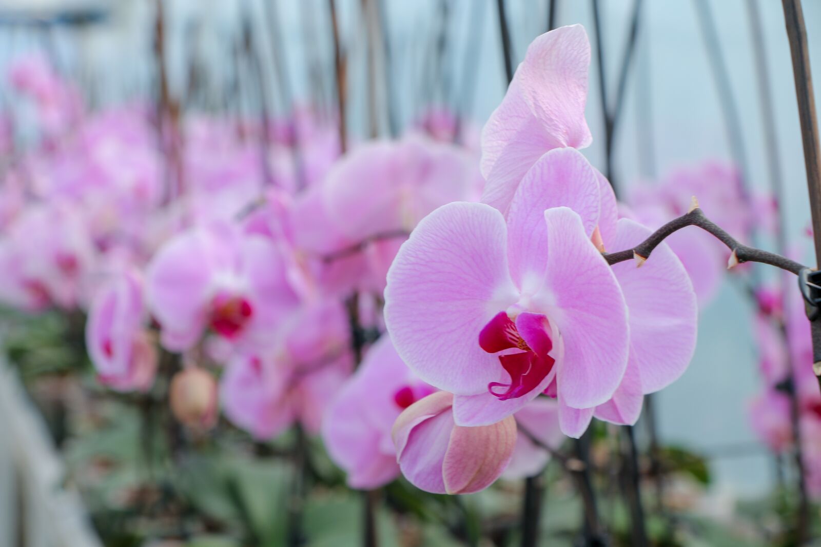 Canon EOS 70D sample photo. Flowers, plants, nature photography