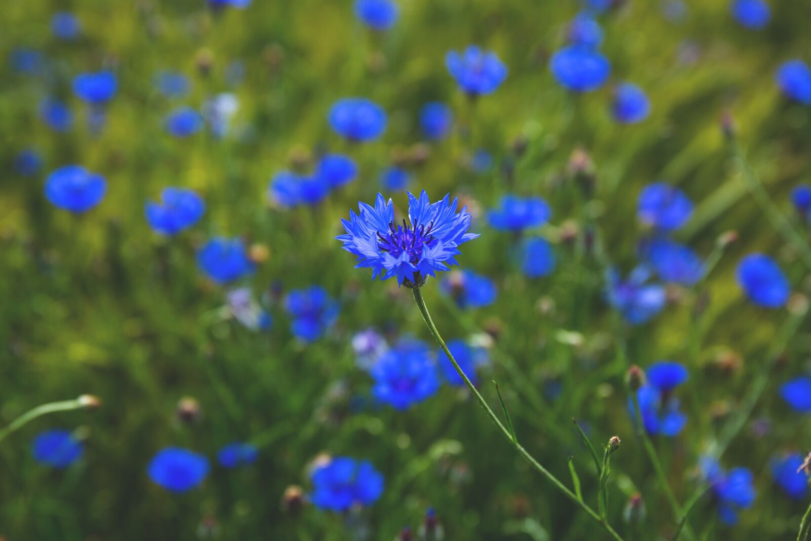 Canon EF 24-70mm F4L IS USM sample photo. Nature, blue, centaurea photography