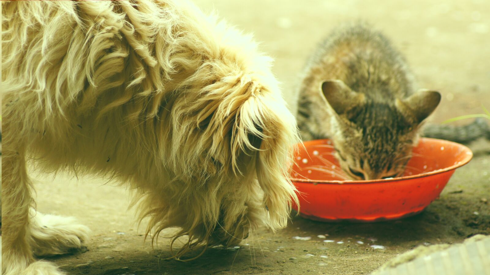 Sony SLT-A55 (SLT-A55V) sample photo. Animals, dog, cat photography
