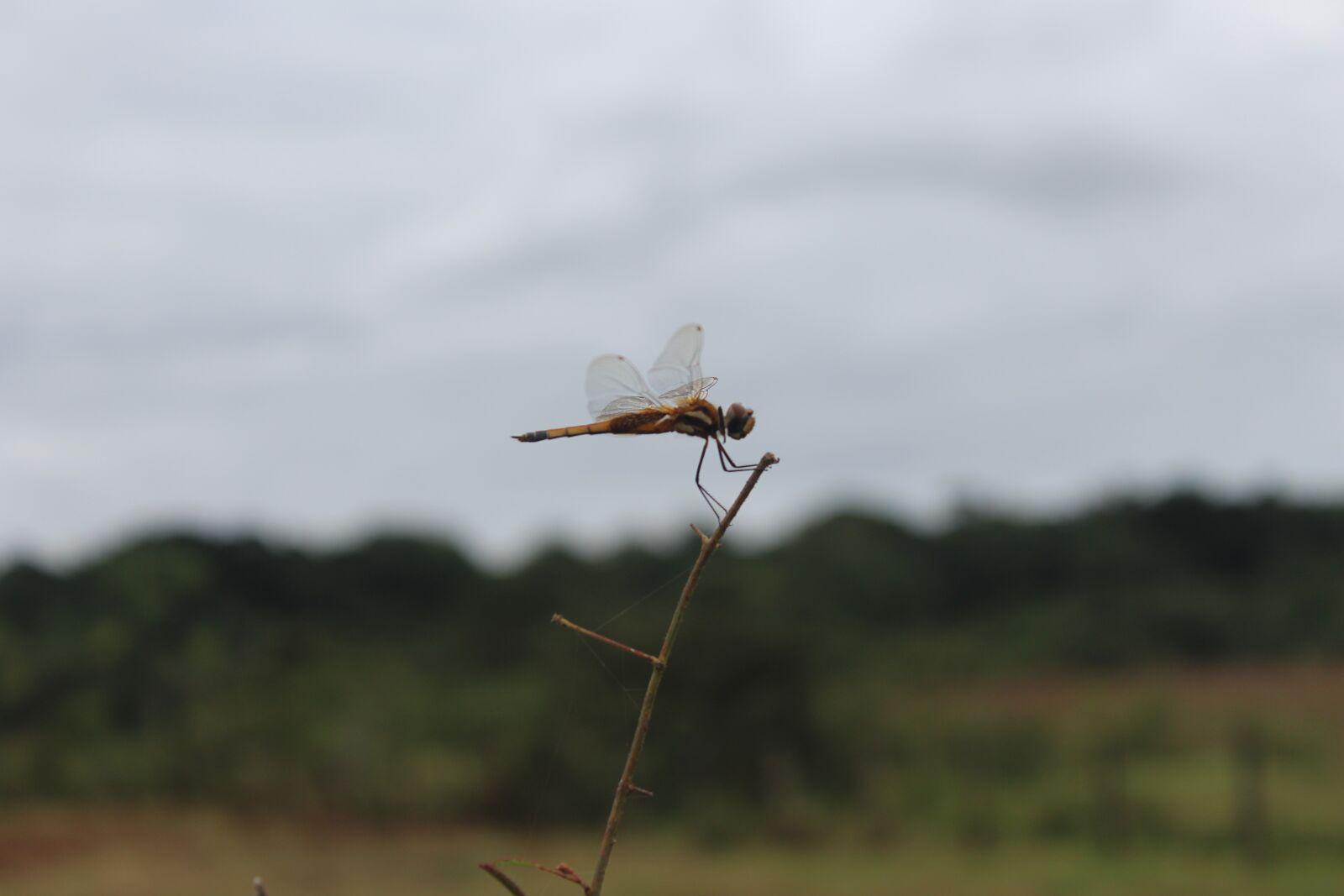 Canon EOS 1200D (EOS Rebel T5 / EOS Kiss X70 / EOS Hi) sample photo. Insects, animal, animals photography