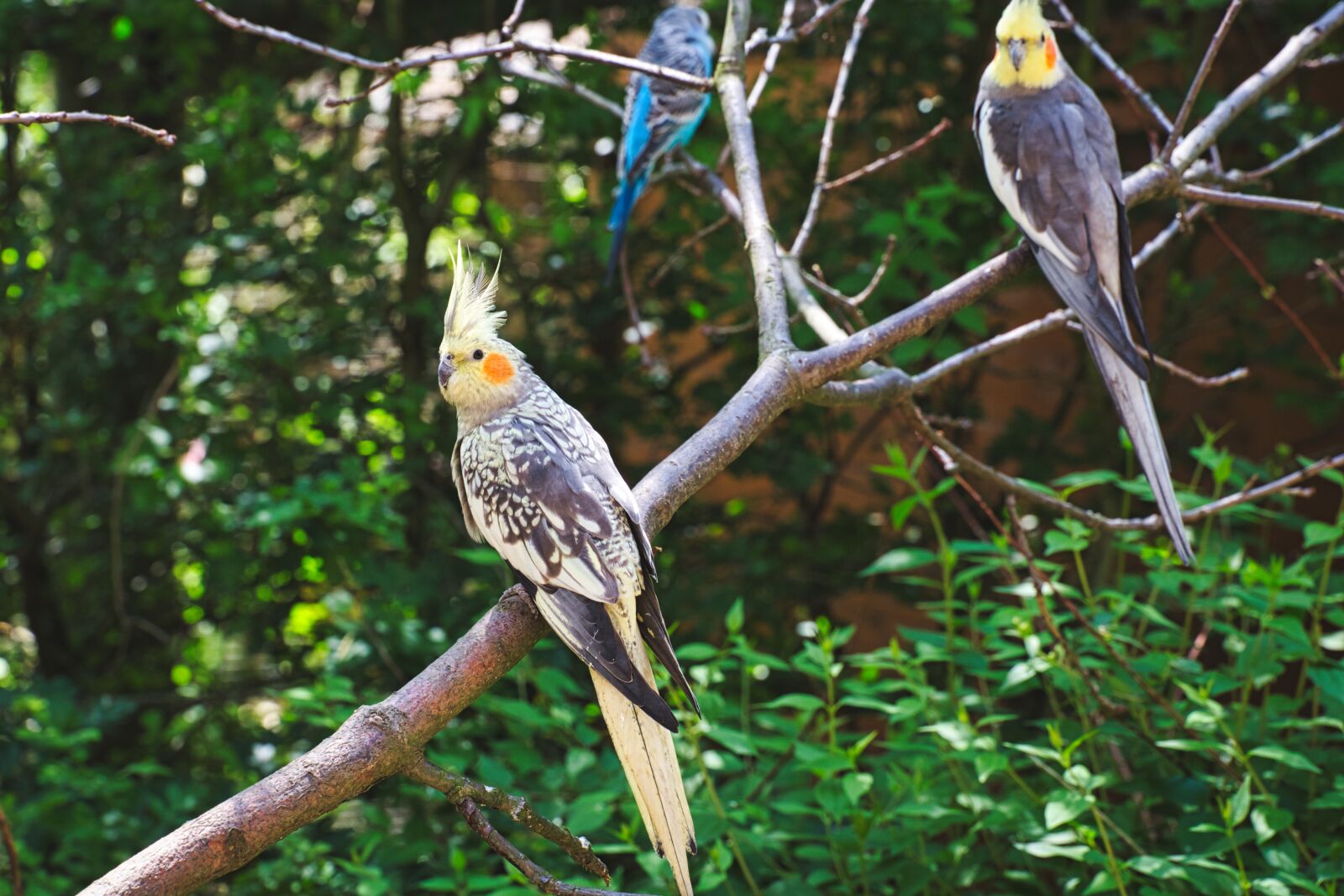 Canon EF 24-105mm F3.5-5.6 IS STM sample photo. Zoo, birds, animals photography