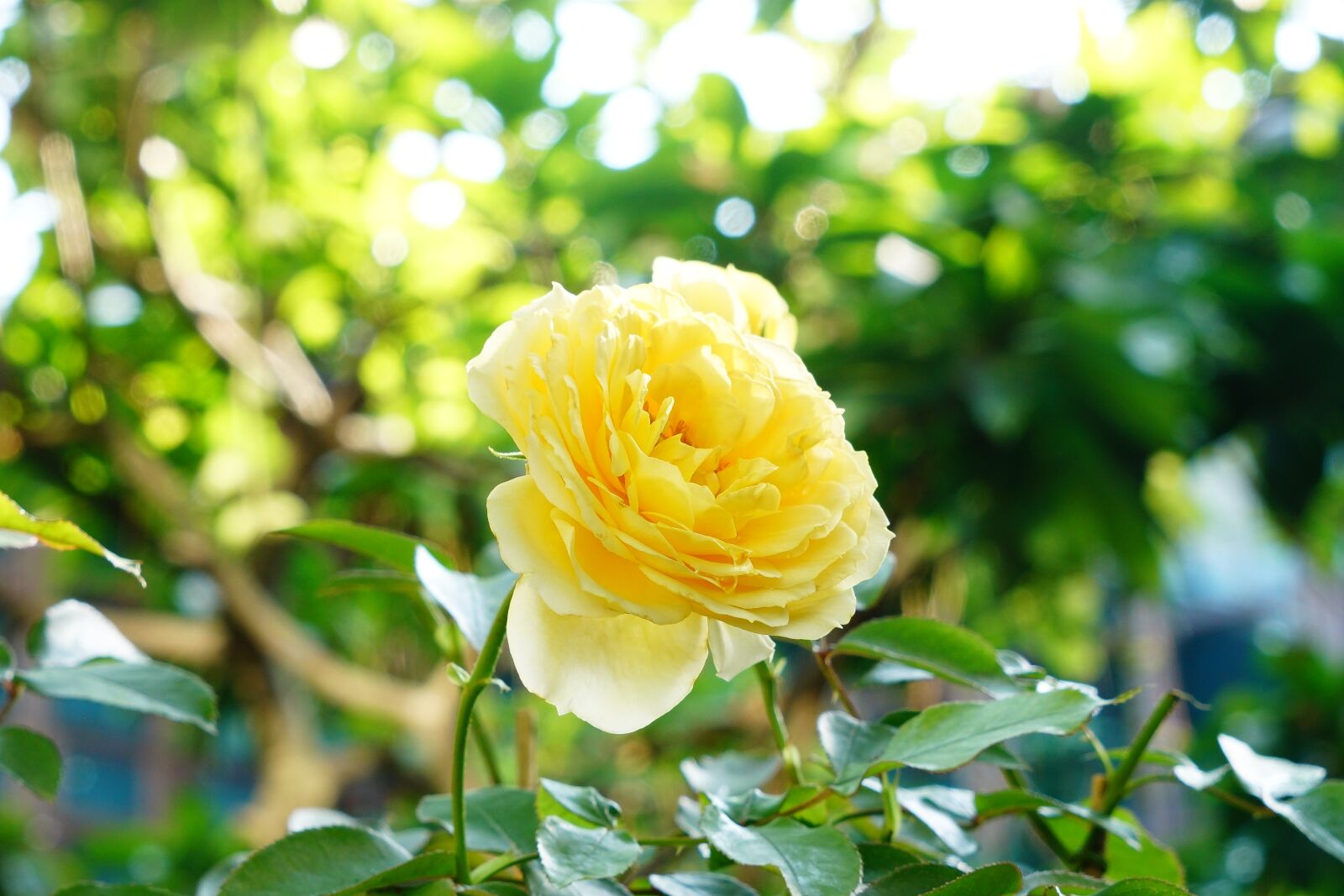 Sony a7R II + Sony Vario Tessar T* FE 24-70mm F4 ZA OSS sample photo. Rose, flower, petal photography