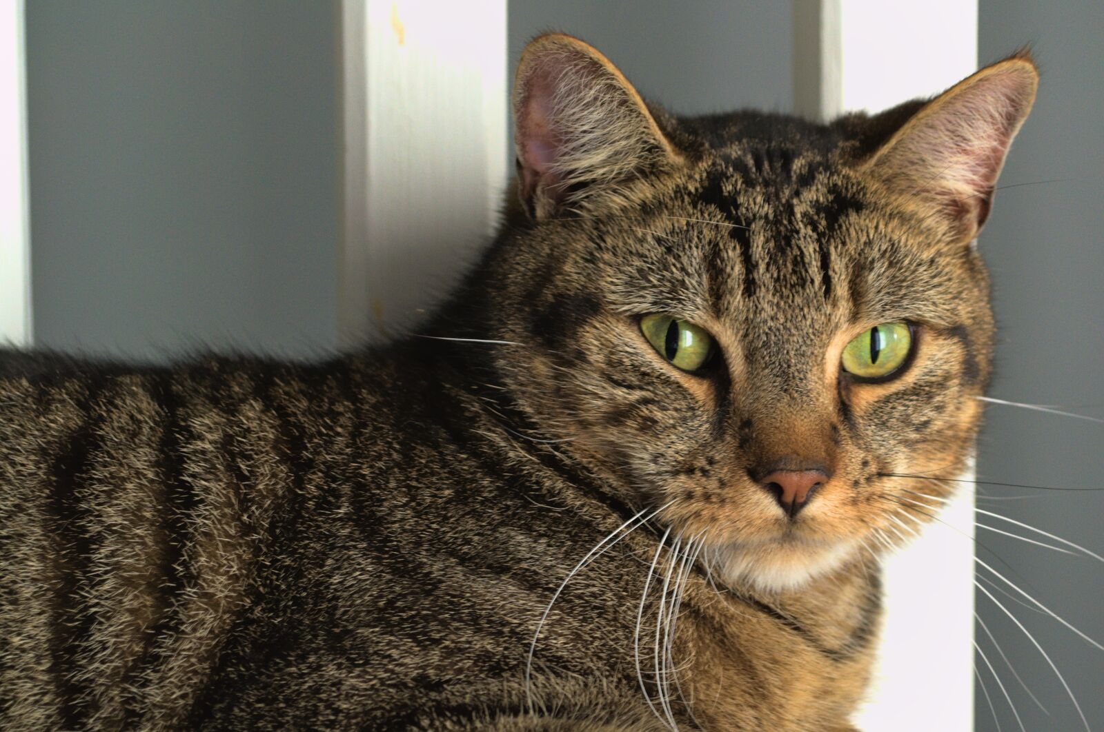 Nikon D3100 sample photo. Cat, lazy, animal photography