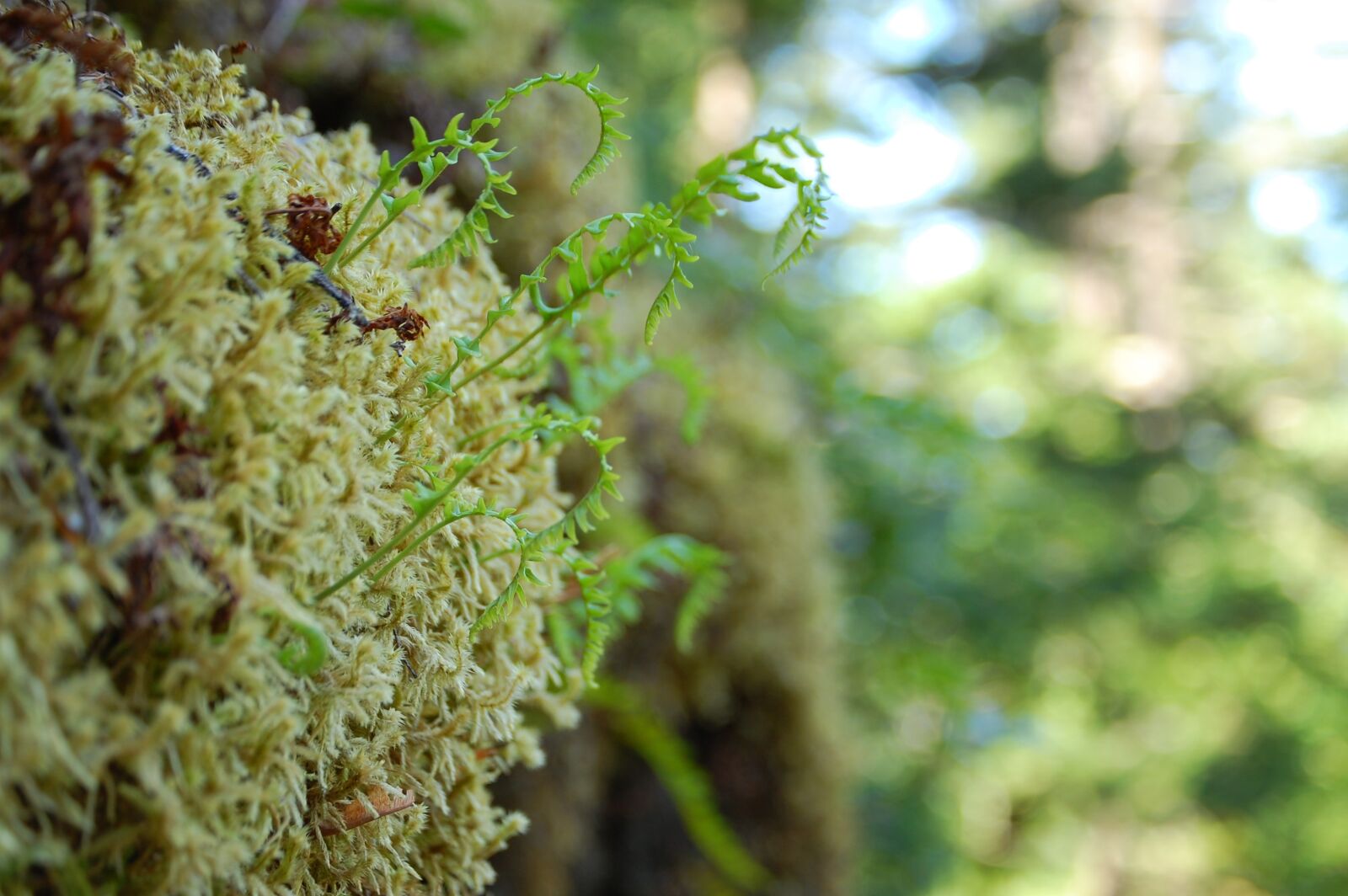 Nikon D40 sample photo. Moss, forest, macro photography
