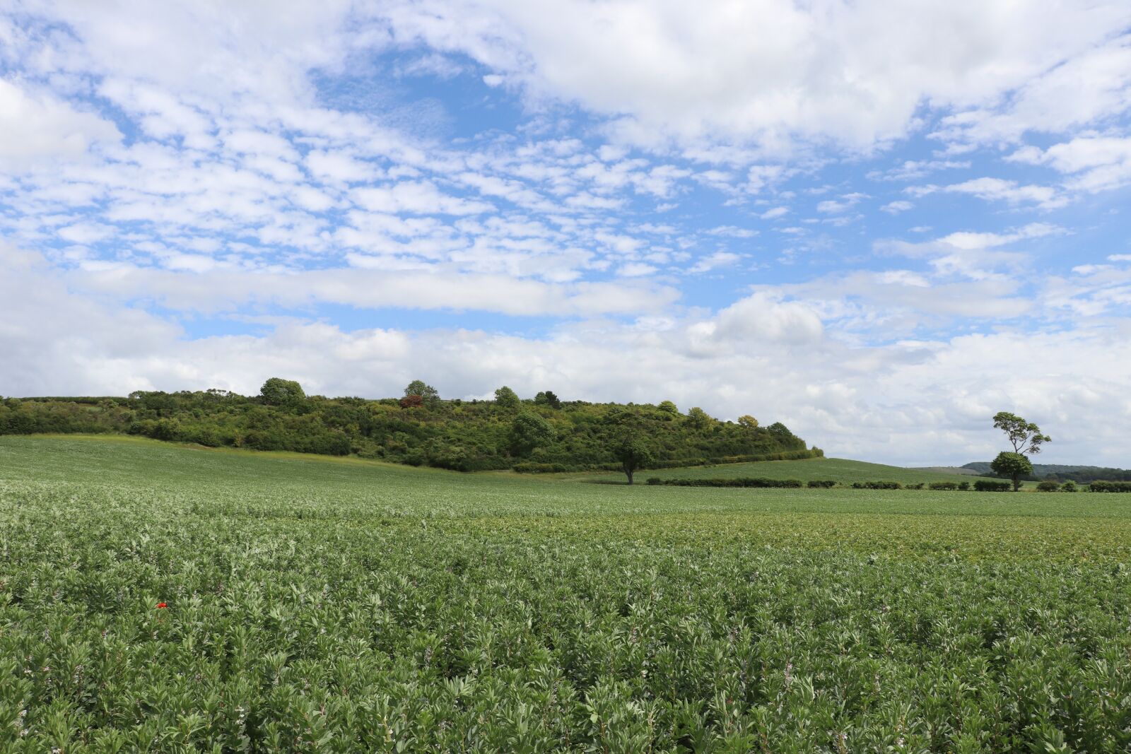 Canon EF-S 18-135mm F3.5-5.6 IS USM sample photo. Field, summer, crops photography