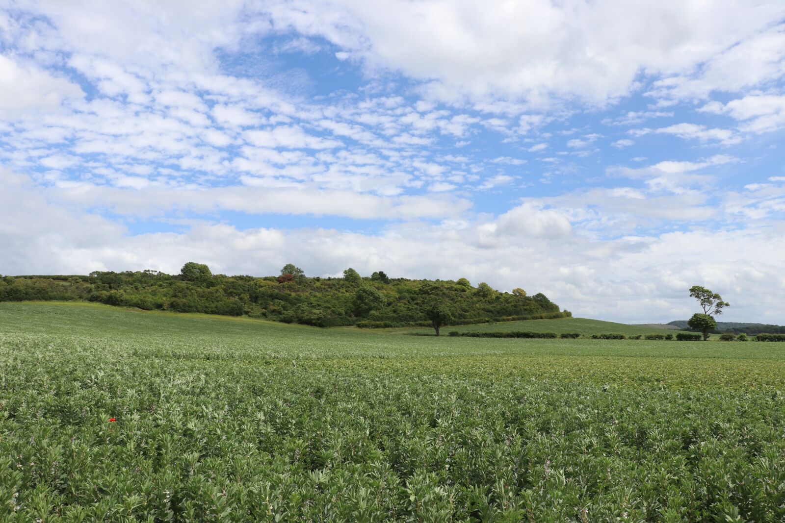 Canon EOS 80D sample photo. Field, summer, crops photography