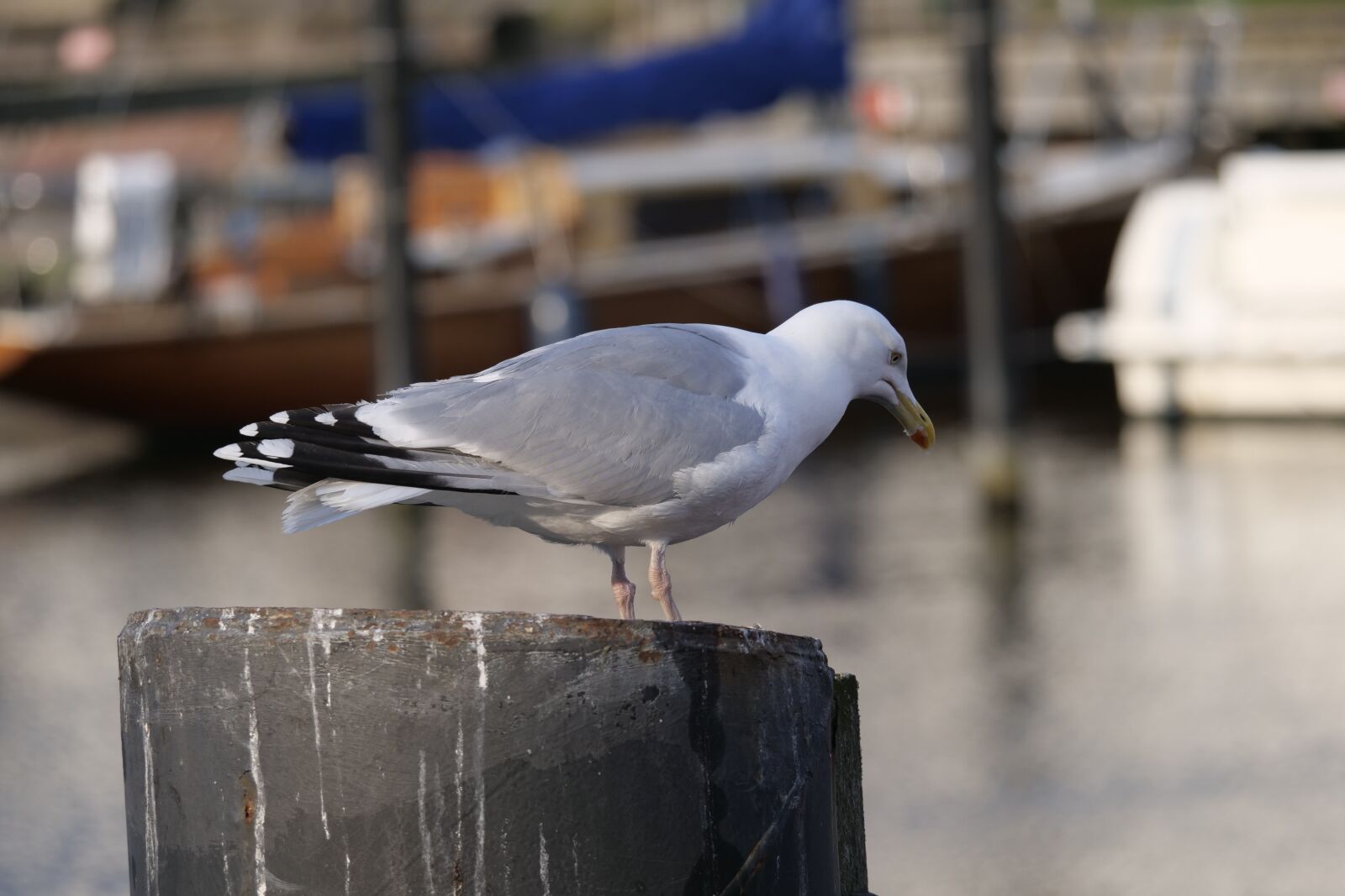 Panasonic Lumix DC-G9 sample photo. Bird, gull, water photography