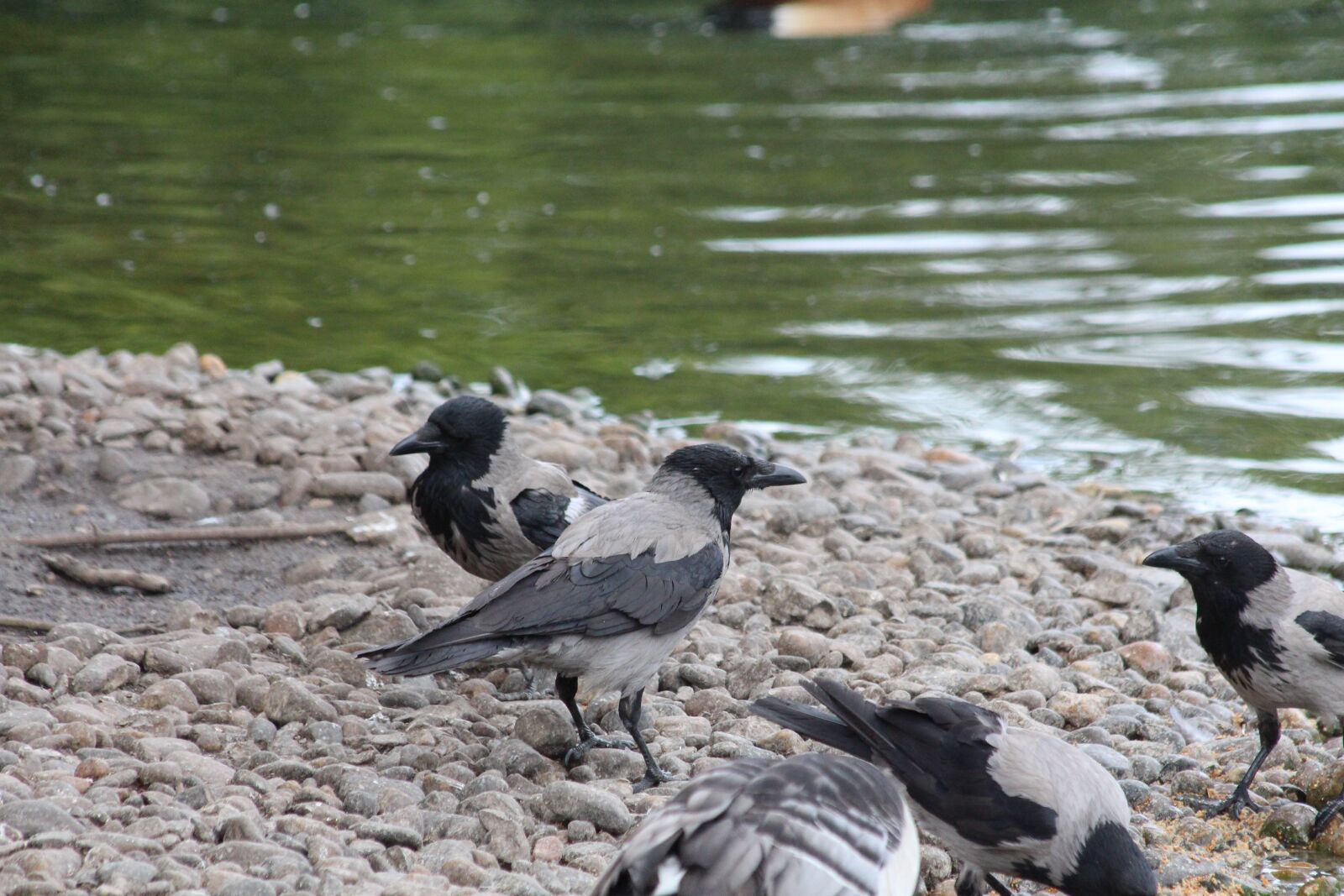 Canon EOS 650D (EOS Rebel T4i / EOS Kiss X6i) sample photo. Crows, hooded crows, corvus photography