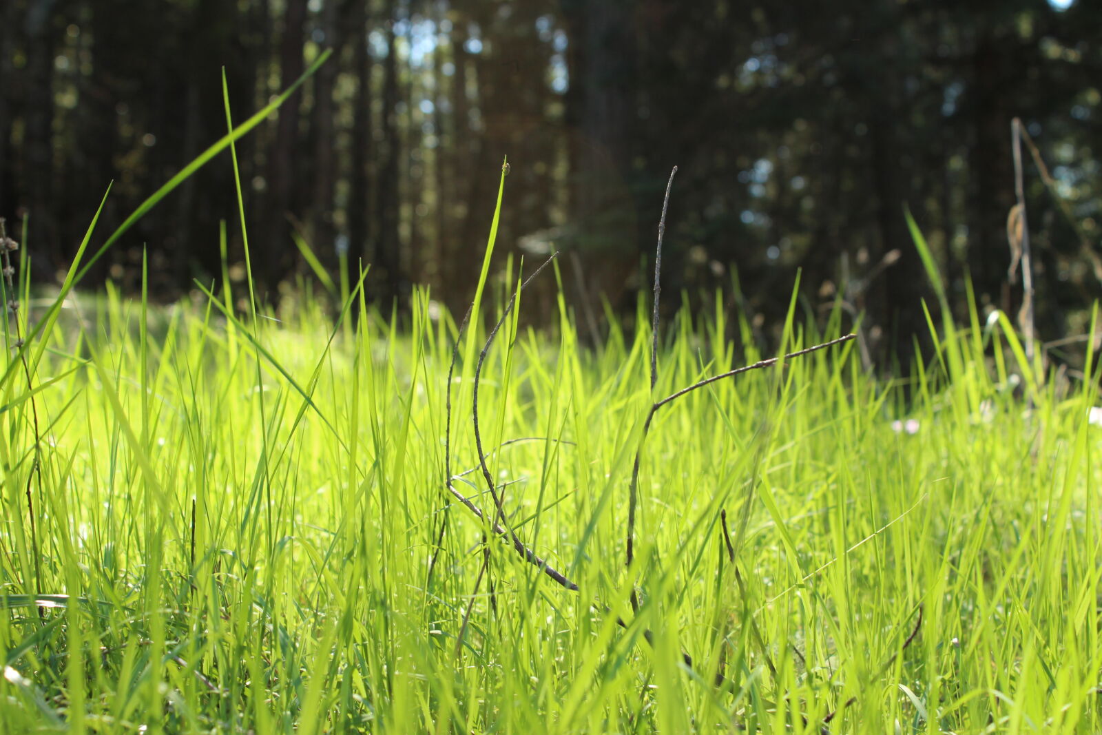 Canon EOS 1200D (EOS Rebel T5 / EOS Kiss X70 / EOS Hi) sample photo. Grass photography