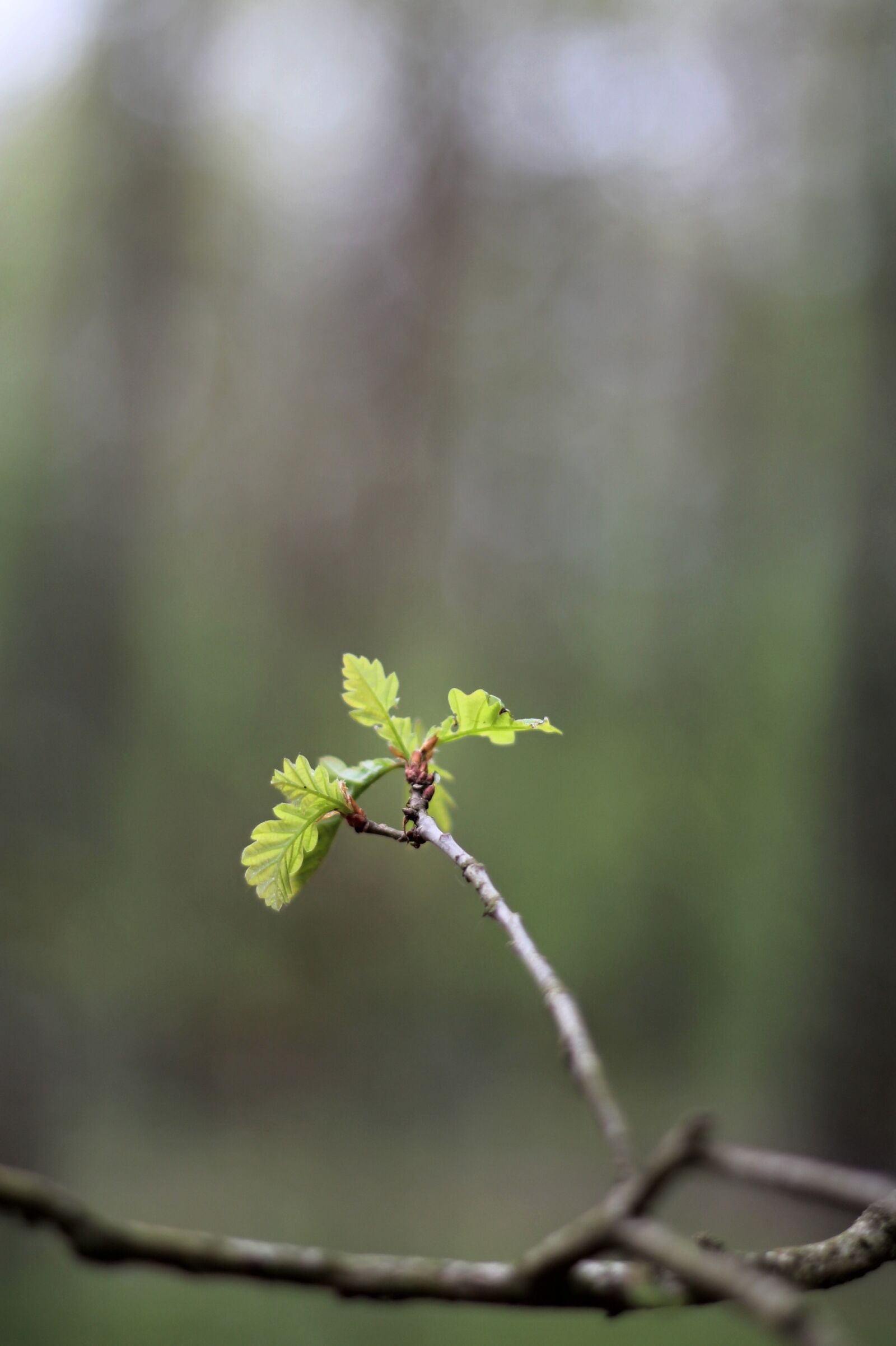 Canon EOS 1100D (EOS Rebel T3 / EOS Kiss X50) + Canon EF 50mm F1.8 II sample photo. Oak, sheet, green photography