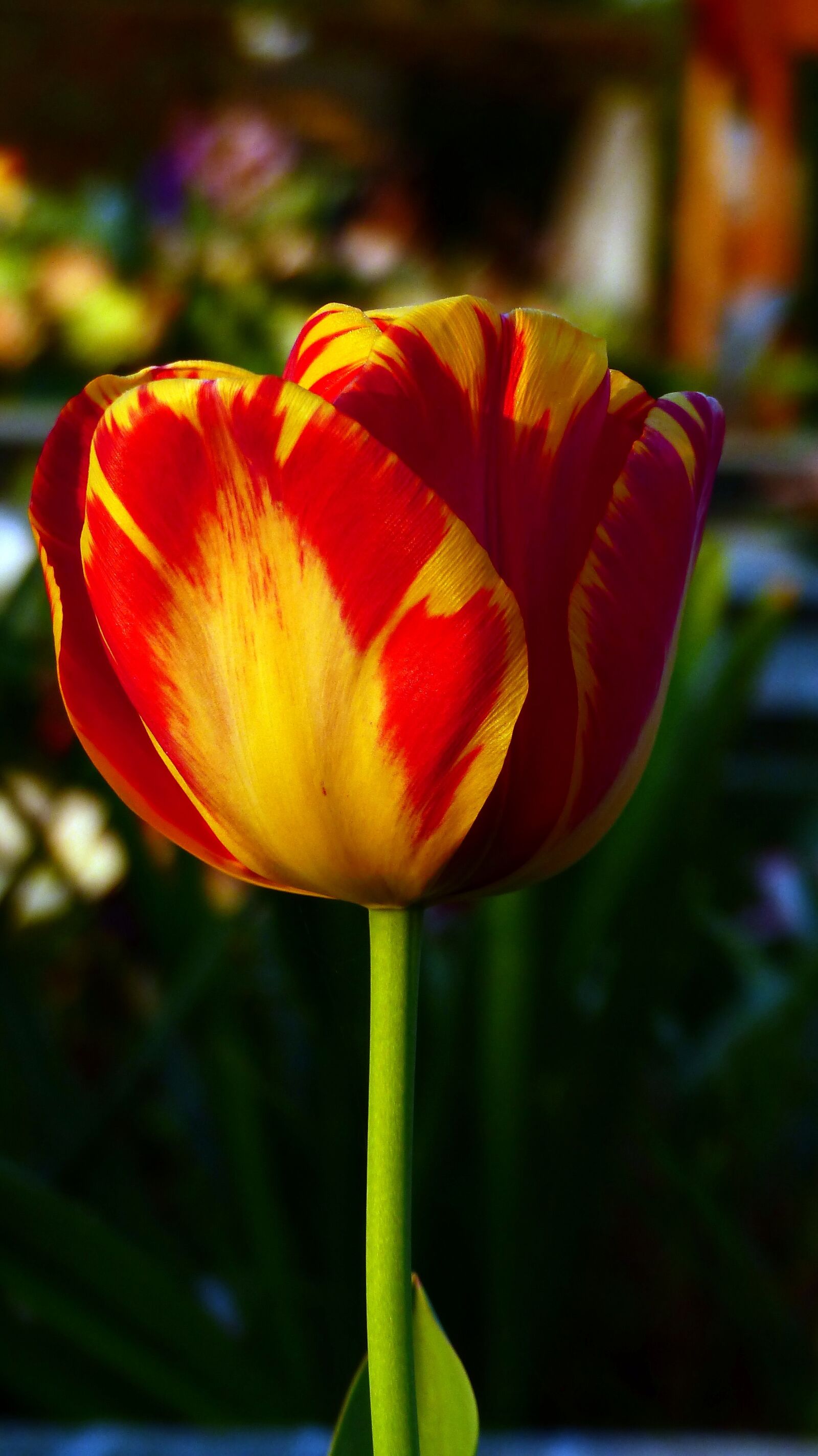 Panasonic Lumix DMC-FZ200 sample photo. Nature, flower, tulip photography