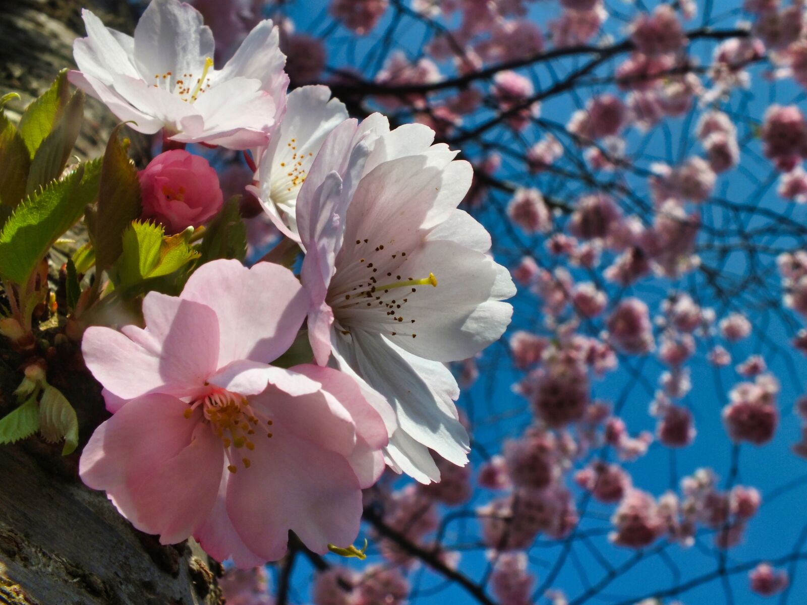 Fujifilm FinePix HS25EXR sample photo. Spring, pink, cherry tree photography