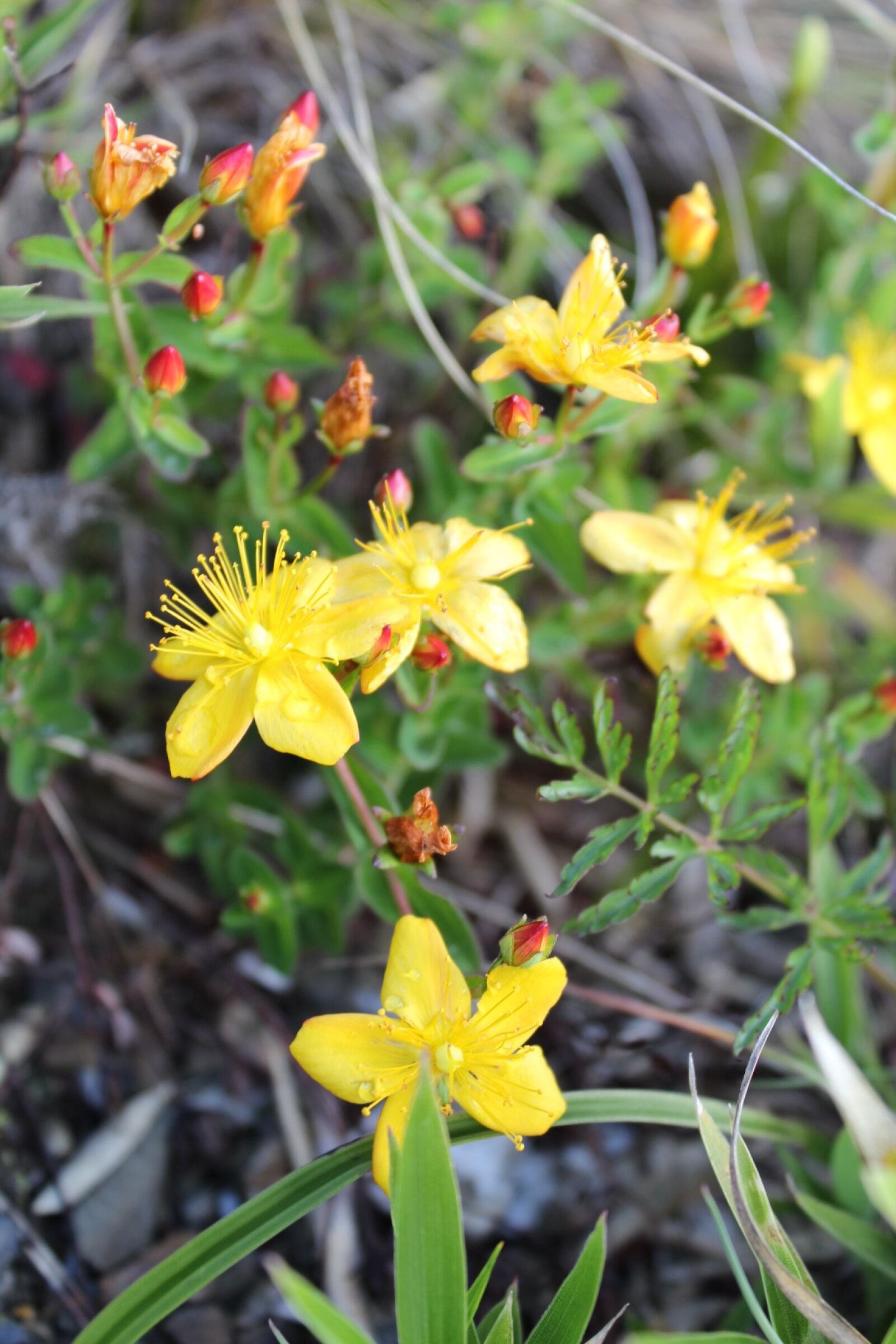 Canon EOS 600D (Rebel EOS T3i / EOS Kiss X5) sample photo. Alpine plants, flower, yellow photography