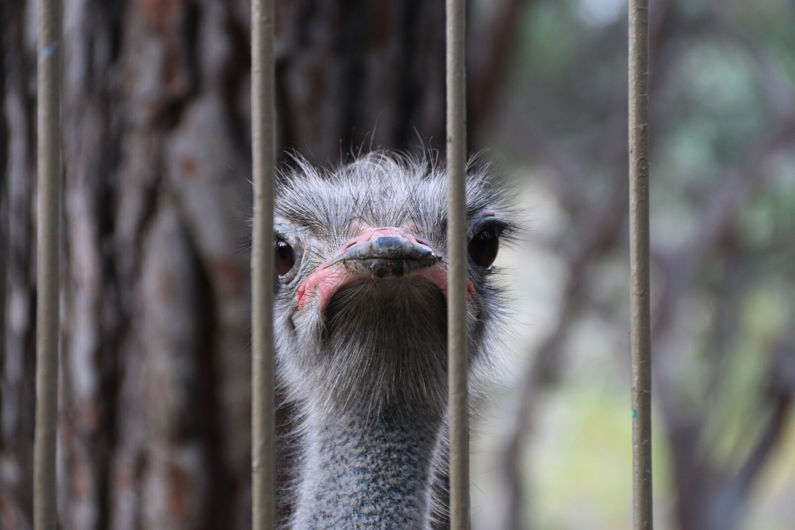 Canon EOS 70D + Canon EF-S 18-135mm F3.5-5.6 IS sample photo. Ostrich, railing, nature photography