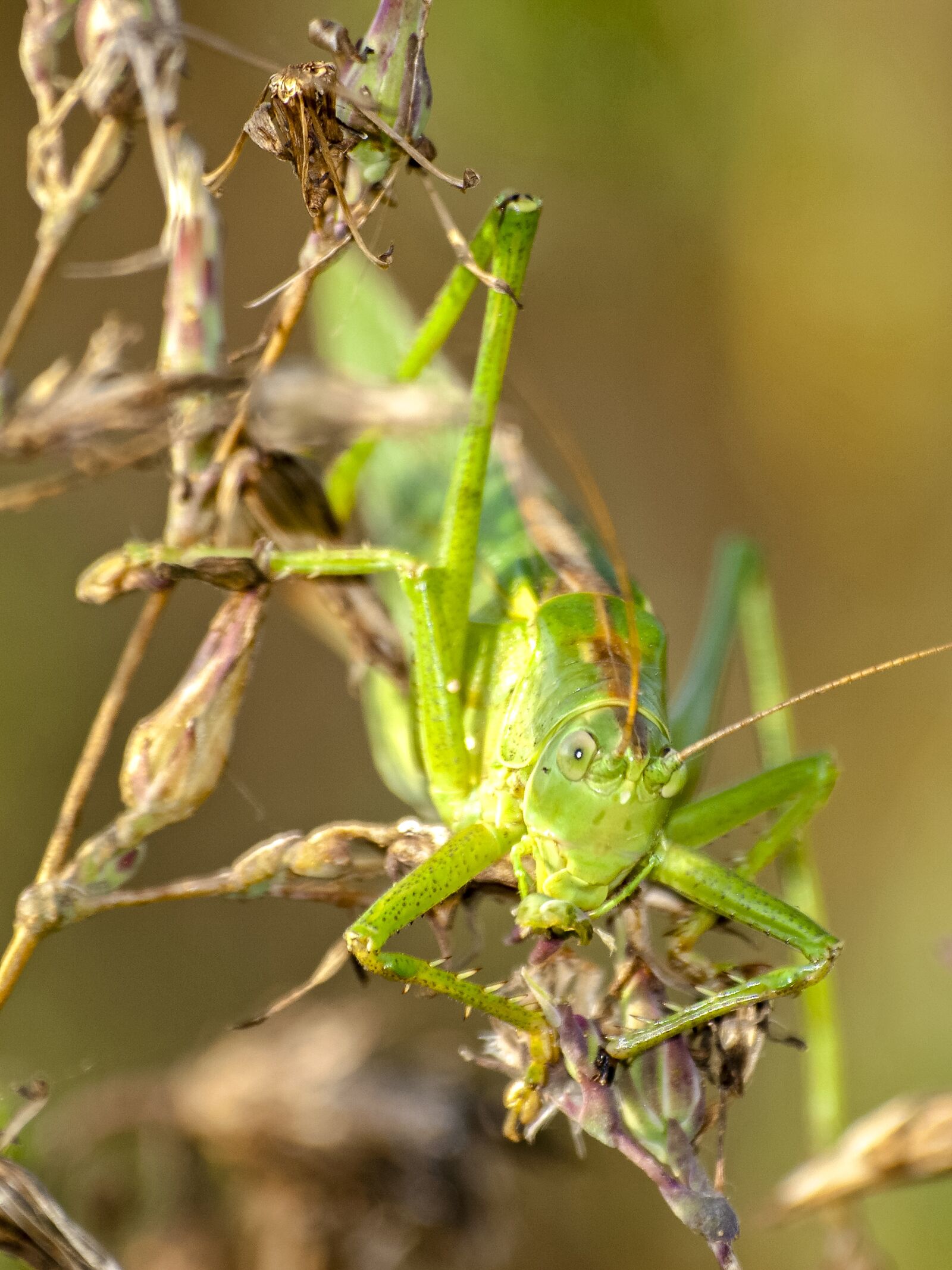 Olympus E-3 sample photo. Grasshopper, insect, nature photography
