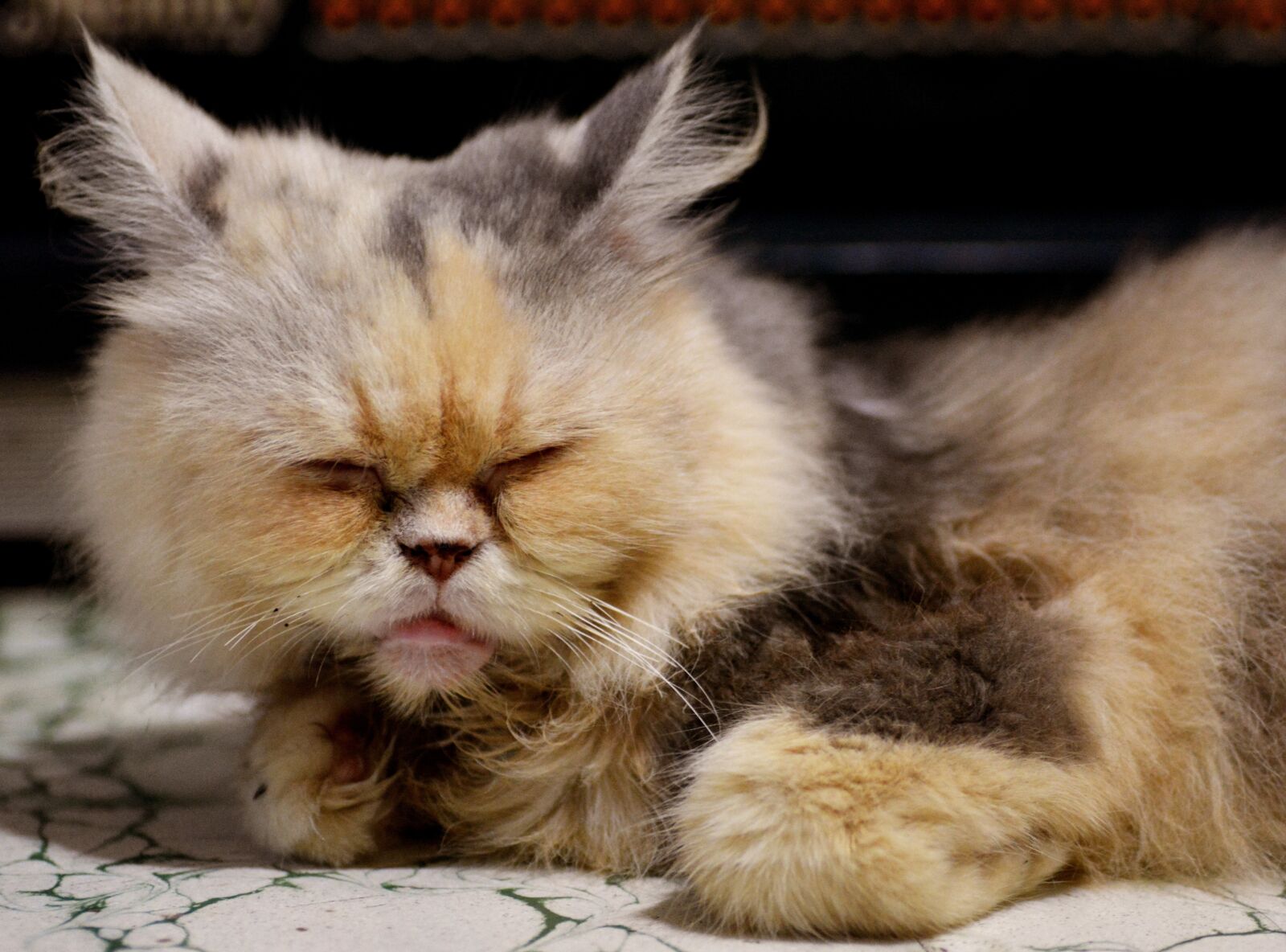 Nikon D5200 sample photo. Cat, pet, kitten photography
