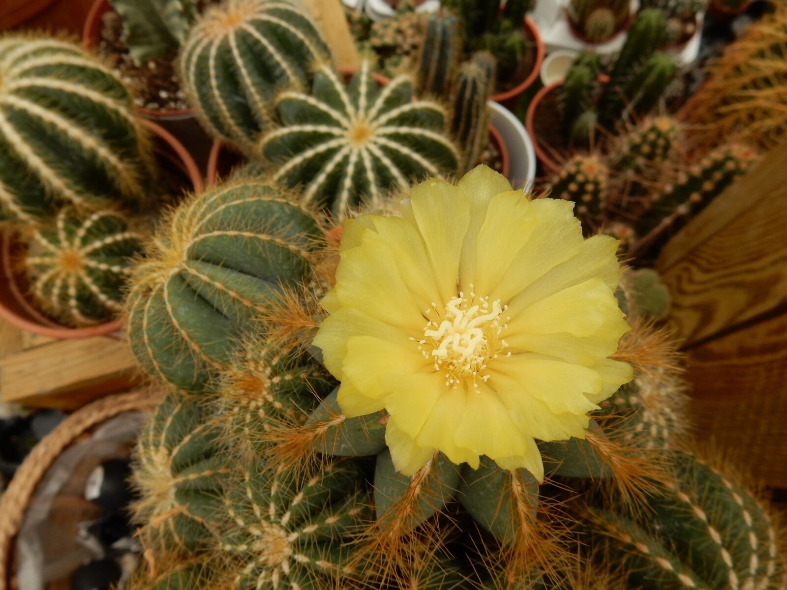 Nikon Coolpix S9900 sample photo. Yellow, cactus, flower photography